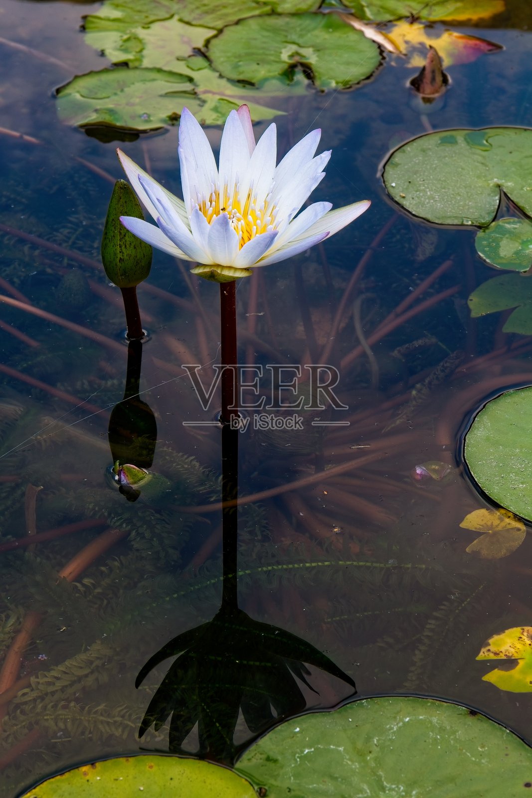 一朵白色的睡莲在宁静的池塘中,周围有荷叶。照片摄影图片