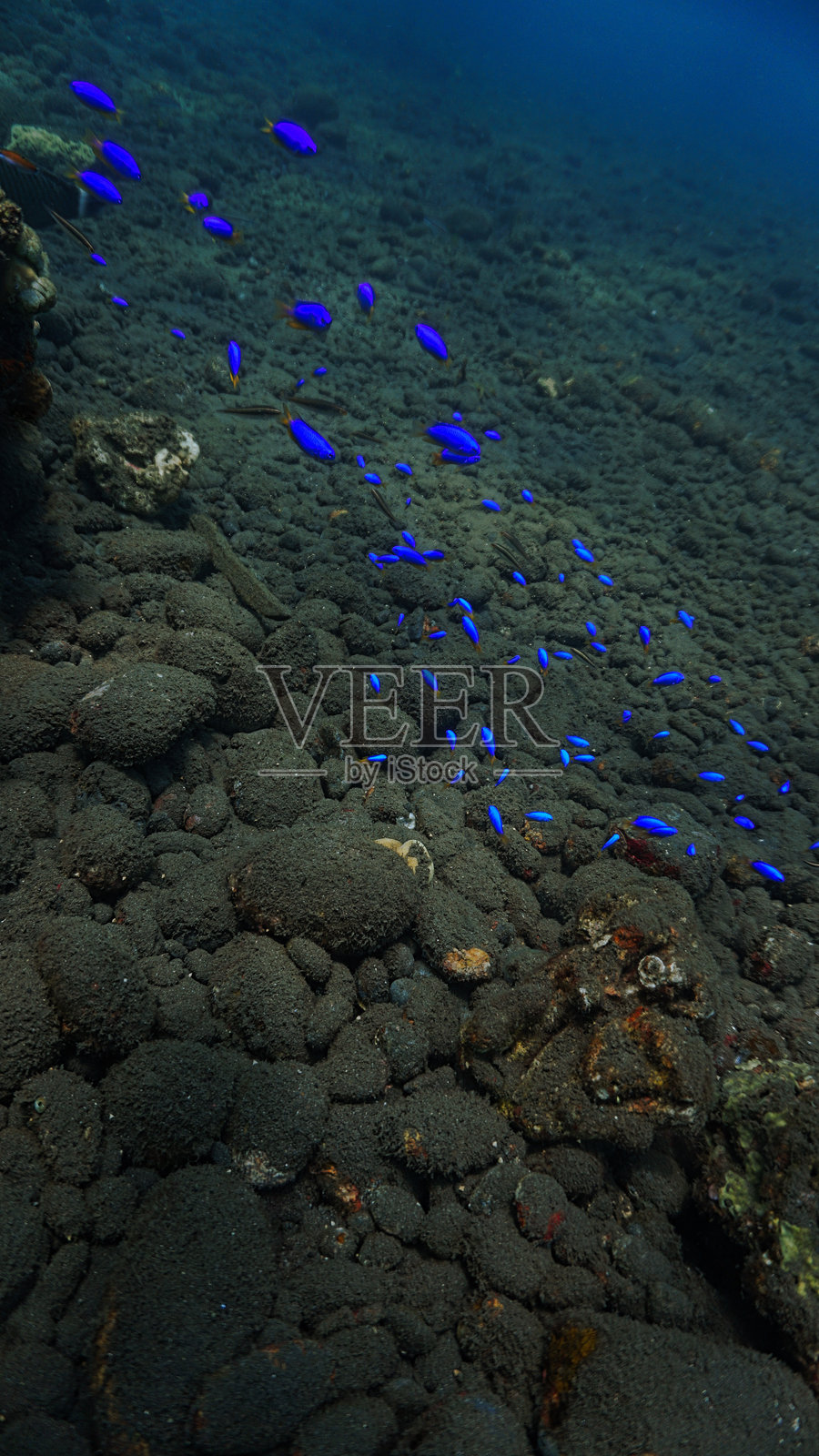 强烈的蓝色鱼类在黑色火山沙底部游动照片摄影图片