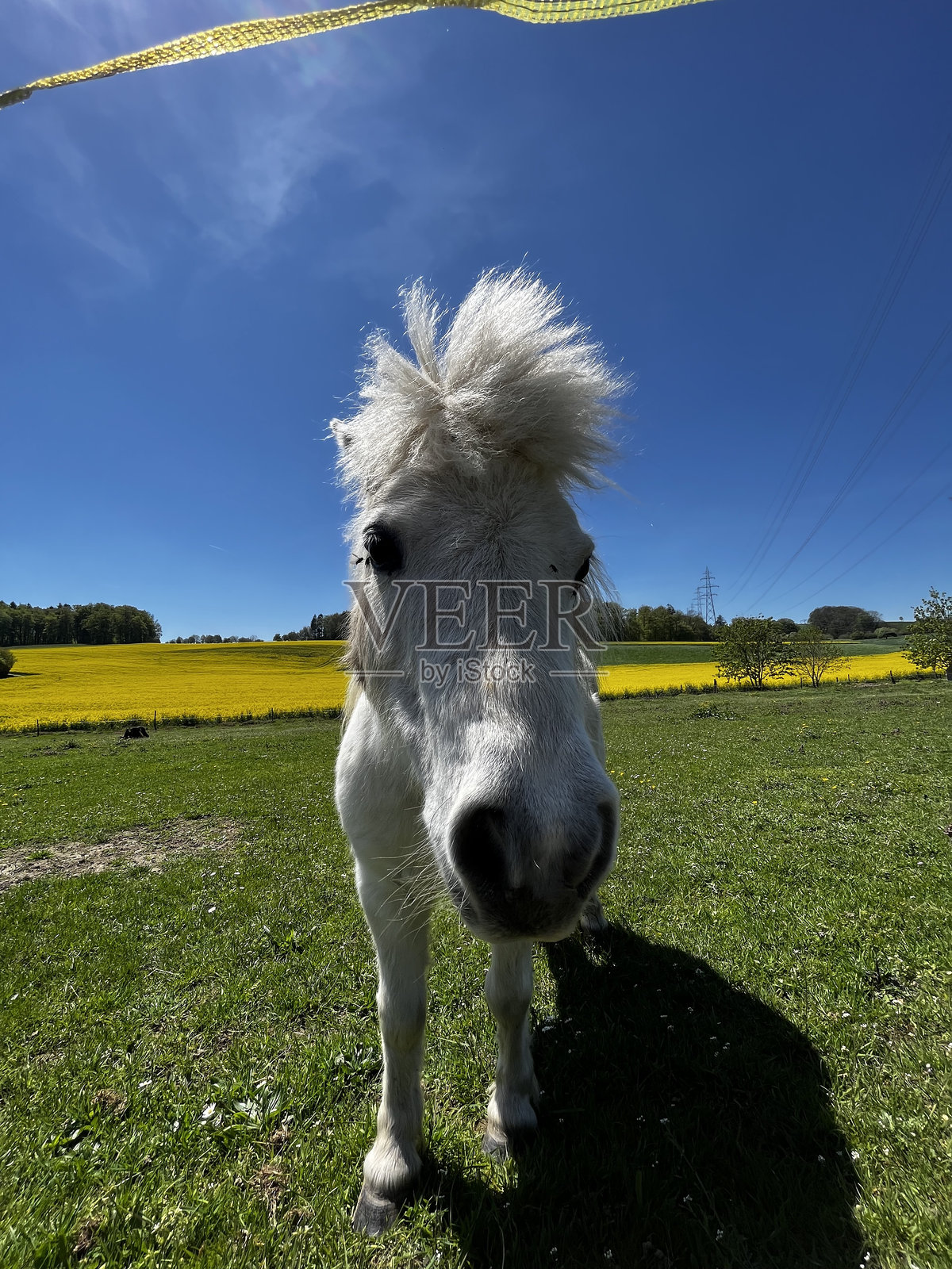 可爱的白色谢特兰小马在阳光明媚的日子里,近距离展现于美丽的绿色和黄色田野中。照片摄影图片