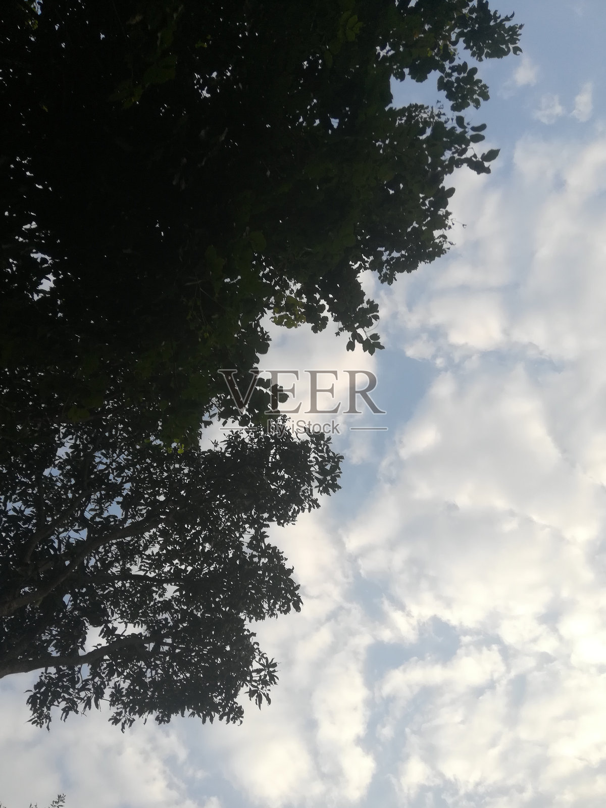 树的黑色阴影视图照片摄影图片