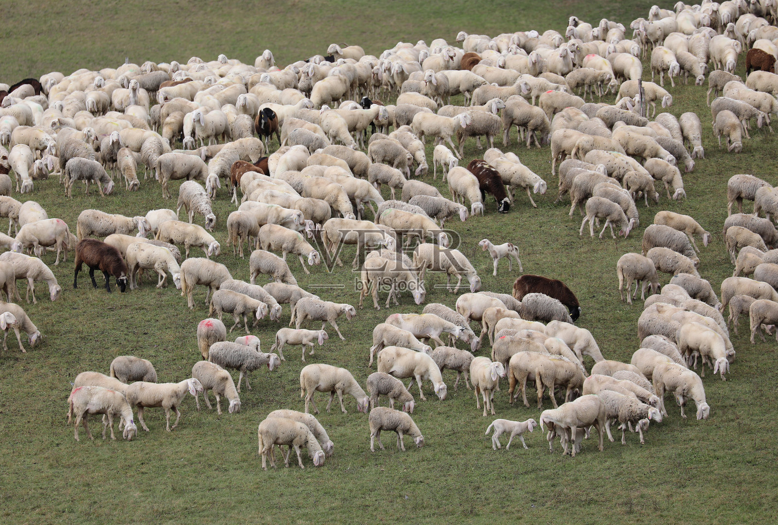 羊群和一些山羊在绿色的山顶牧场上吃草照片摄影图片