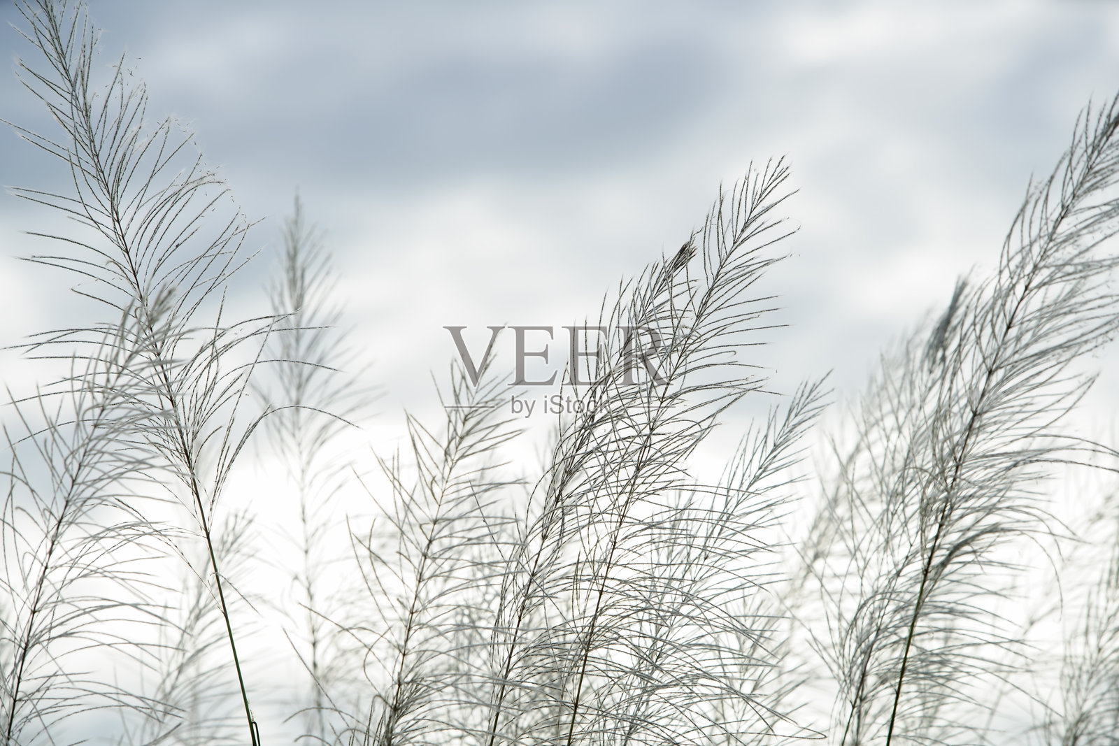 优雅草叶的精致剪影映衬在柔和的多云天空下,捕捉自然之美在宁静风景中的宁静。照片摄影图片