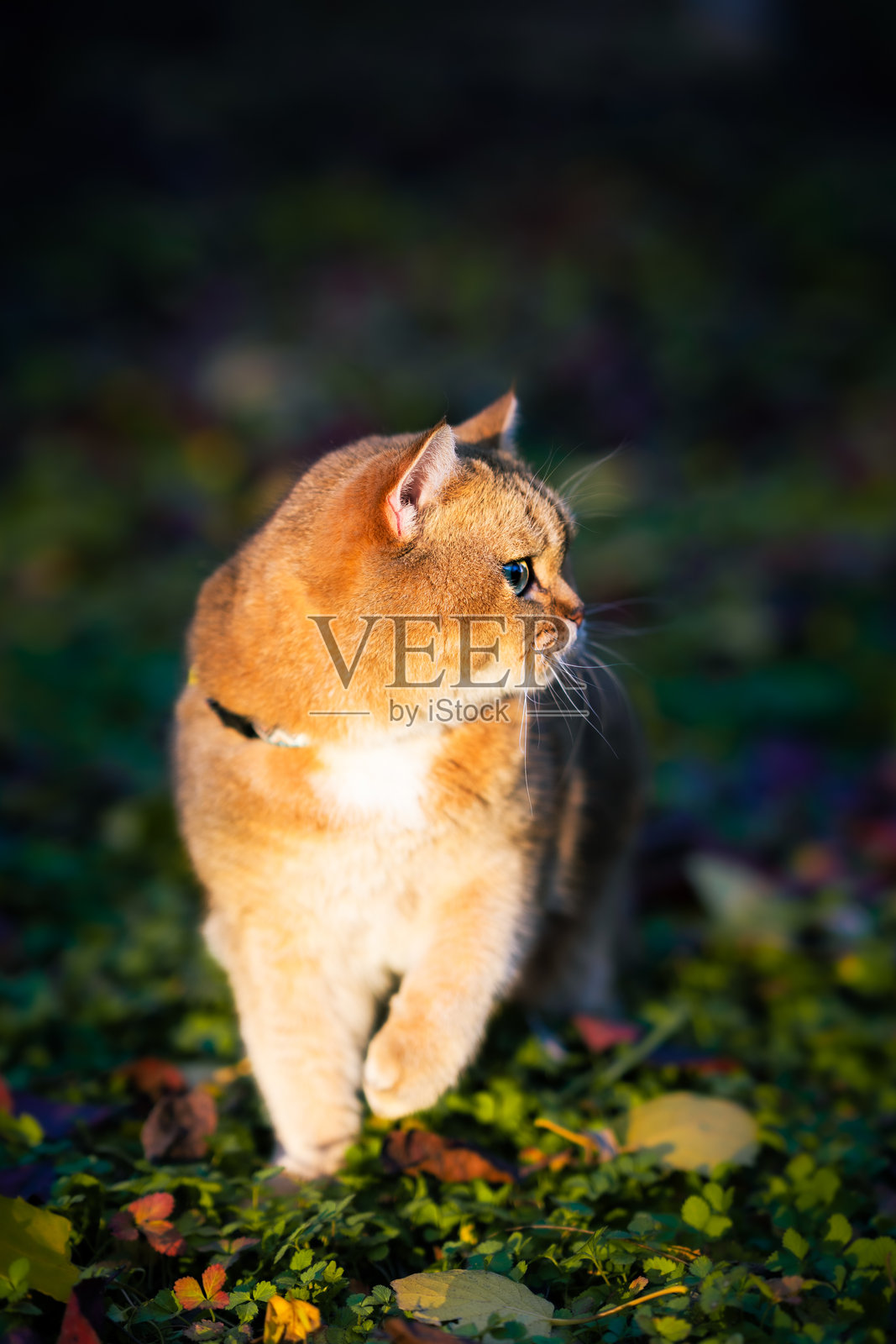 猫照片摄影图片