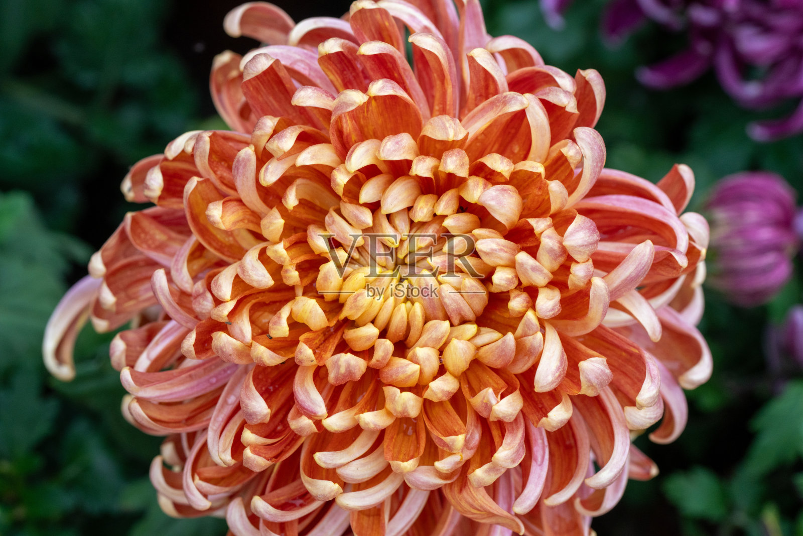 公园里的橙色菊花照片摄影图片