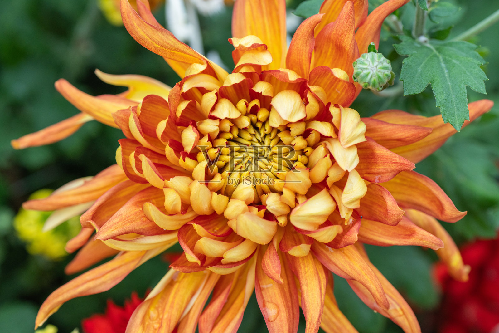 公园里的橙色菊花照片摄影图片