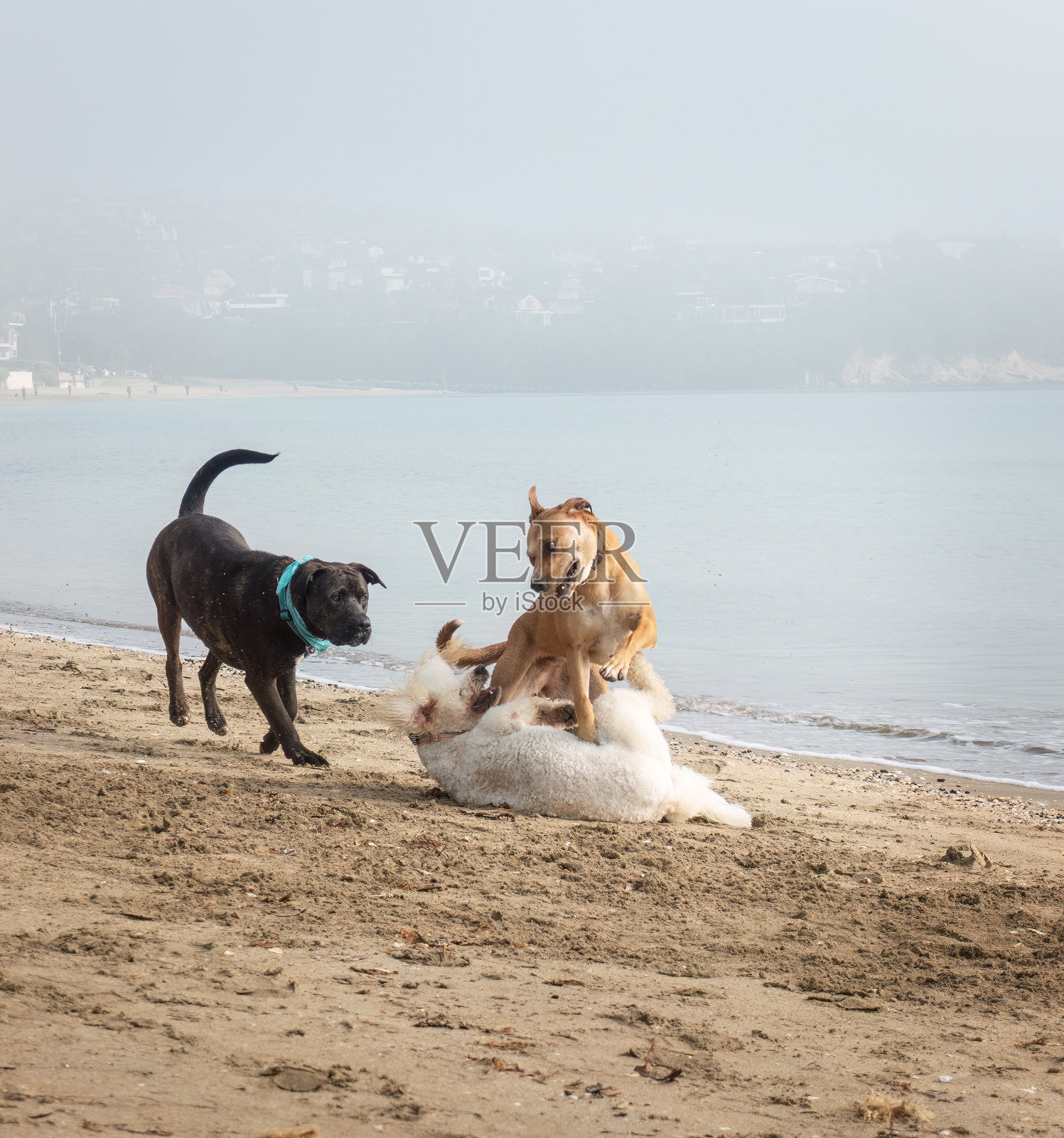 三只狗在雾中的沙滩上玩耍。奥克兰。竖版格式。照片摄影图片