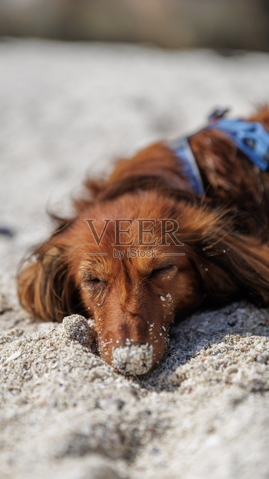 长毛腊肠犬在沙滩上放松照片摄影图片