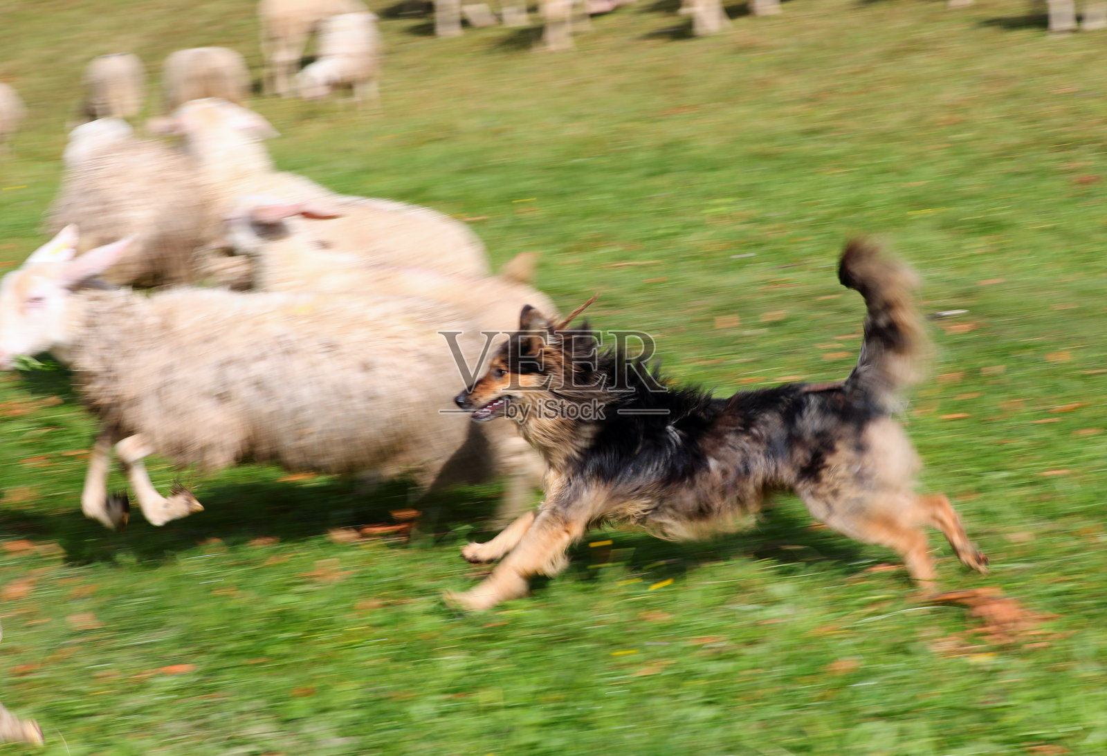 牧羊犬在田野中奔跑,守护着羊群的动态镜头照片摄影图片