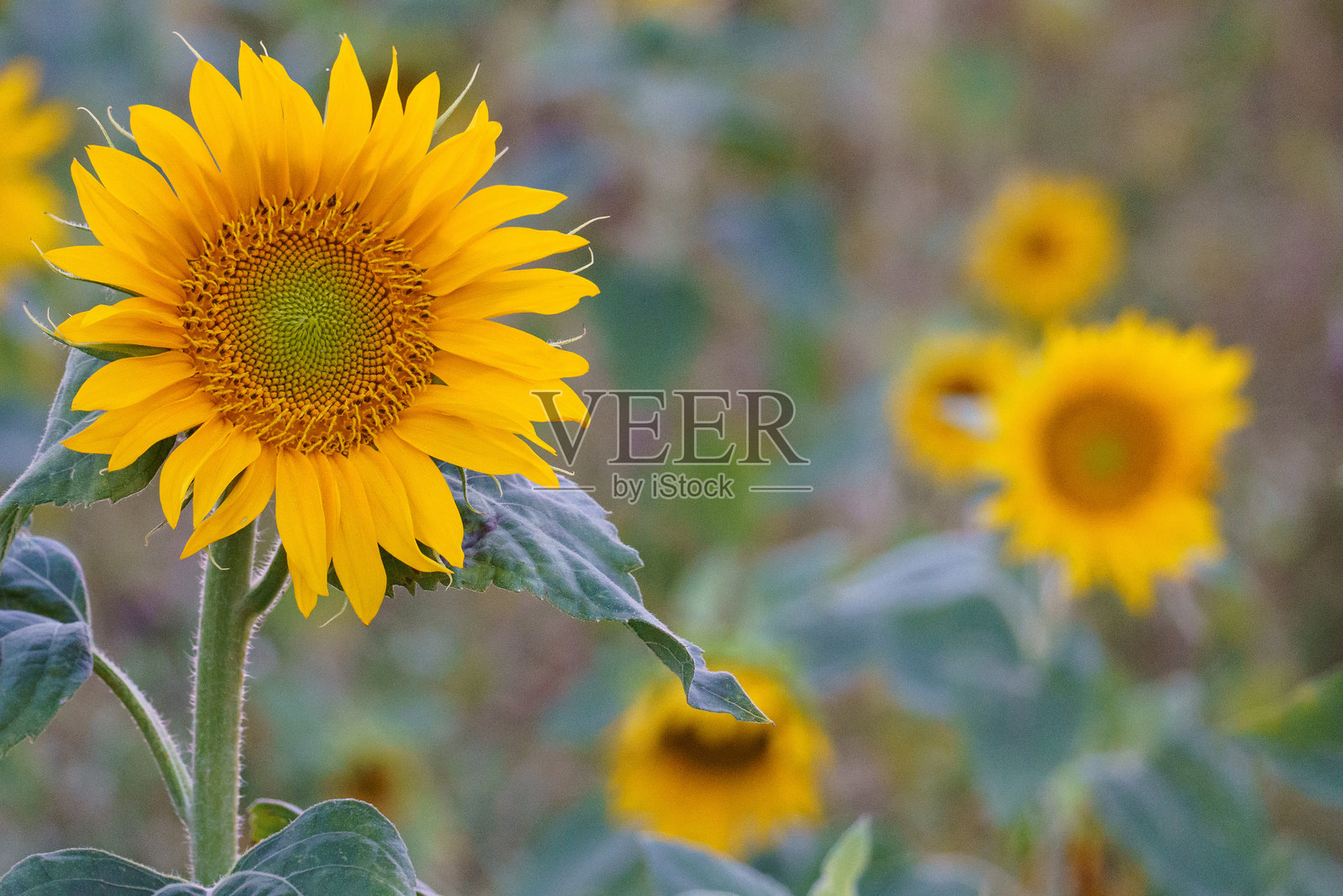 一朵美丽的盛开向日葵孤立在向日葵田前照片摄影图片