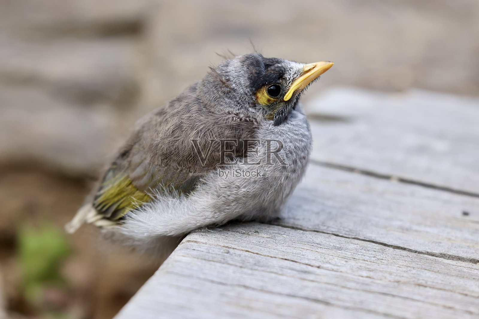 小鸟在木质表面等待父母的归来照片摄影图片