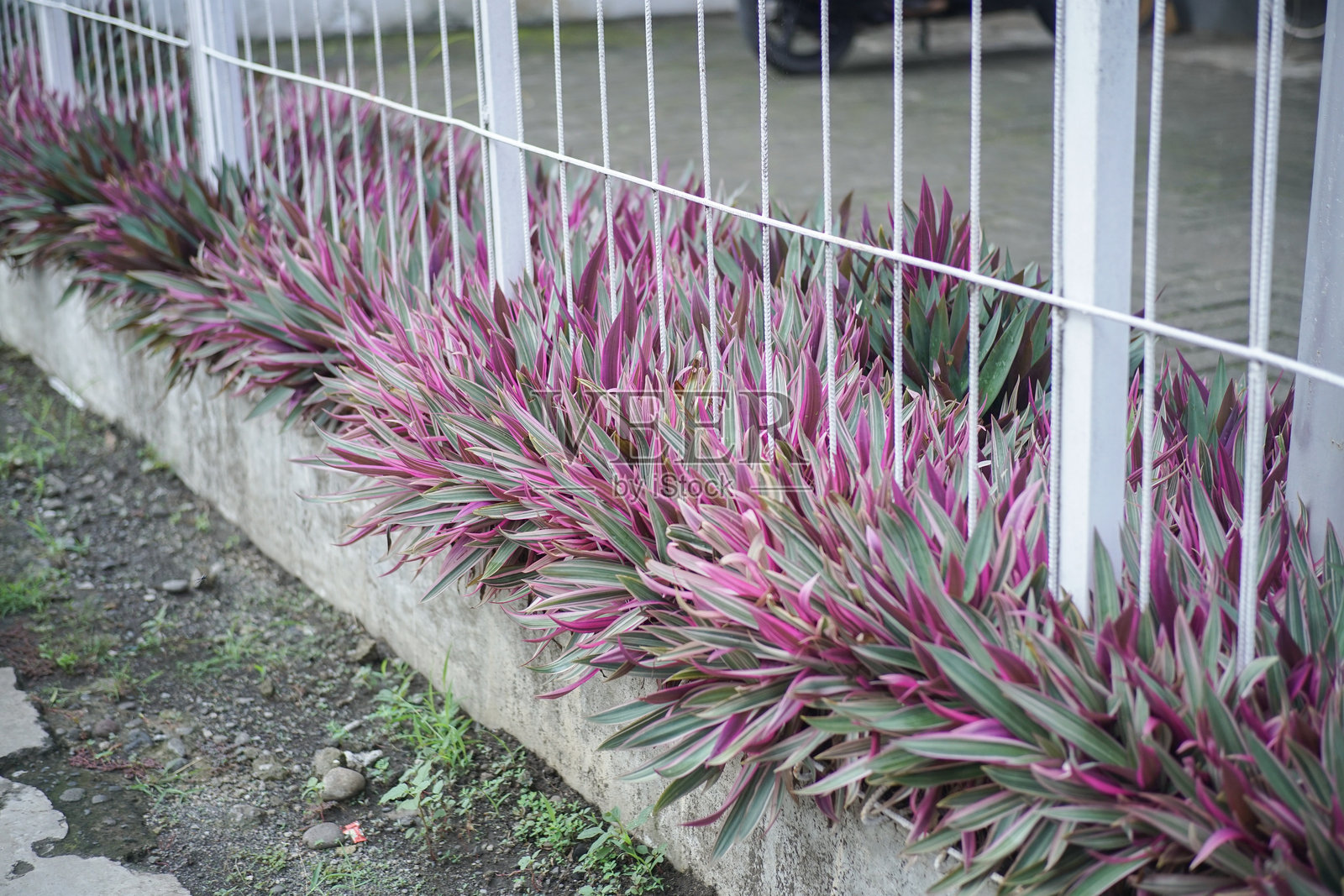 紫色的Tradescantia spathacea种子是用于装饰房屋的观赏植物。照片摄影图片