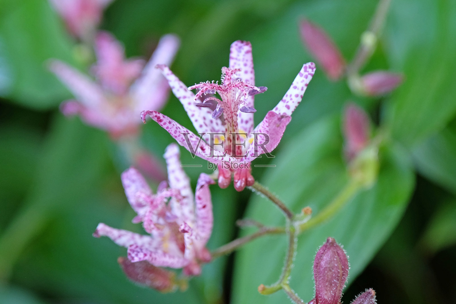 紫色的台湾毛蕊花(Tricyrtis hirta),日本蛙兰,正在开花。照片摄影图片
