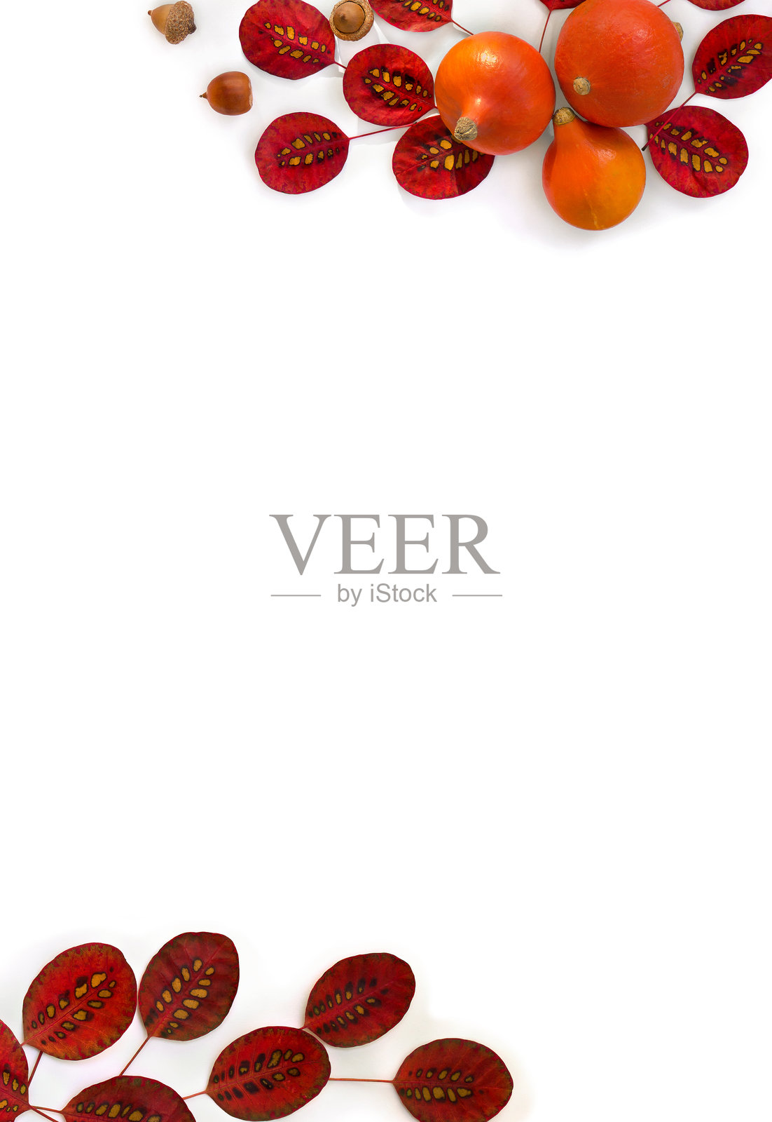 美丽的秋季红叶、南瓜、橡果在白色背景上的框架,留有文字空间。俯视图,平铺展示。感恩节的布置。照片摄影图片