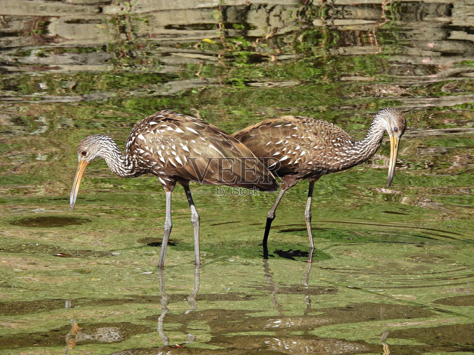 林鹤(Aramus guarauna)在湖中觅食照片摄影图片