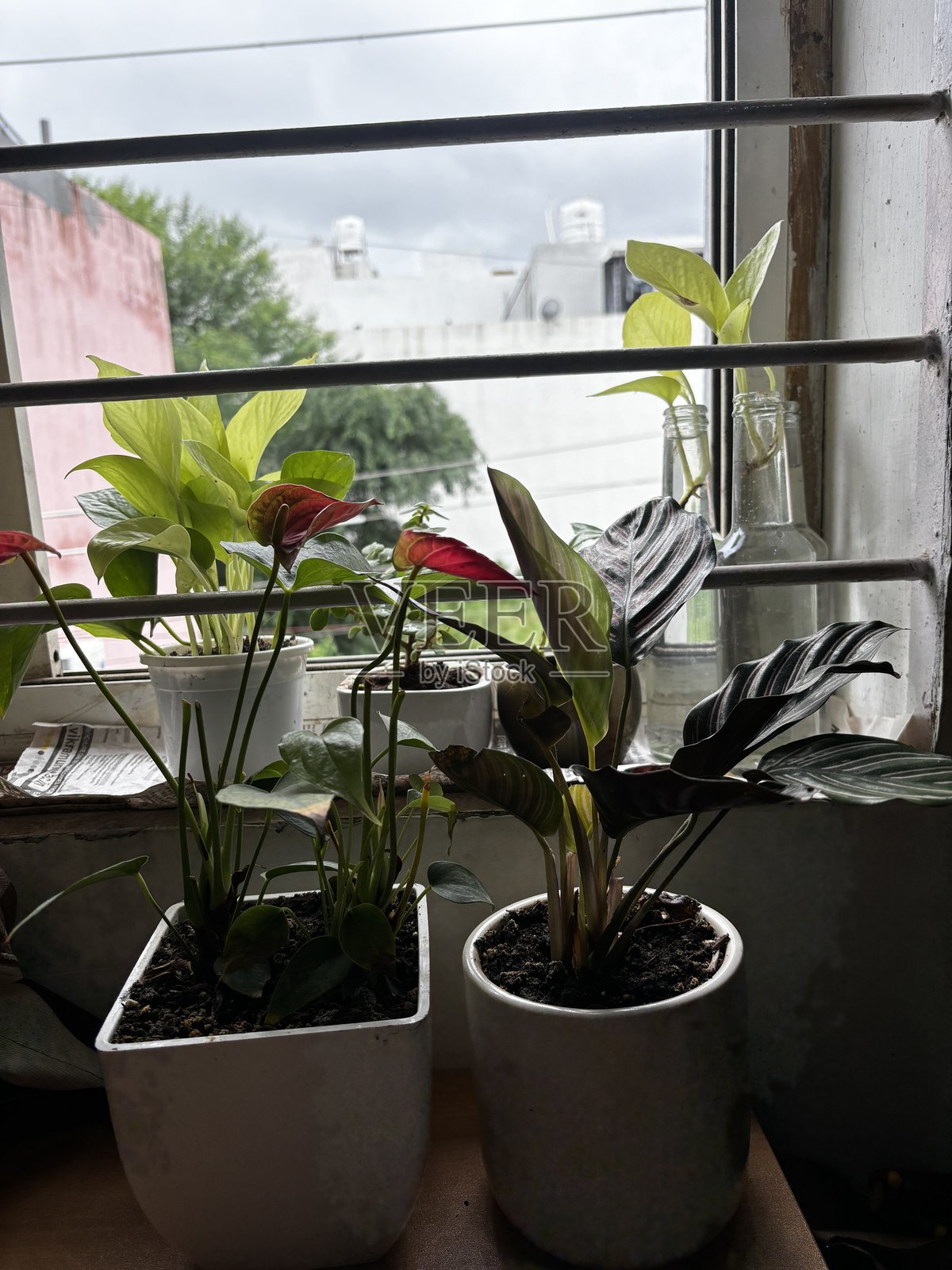 印度的美丽花卉和植物照片摄影图片