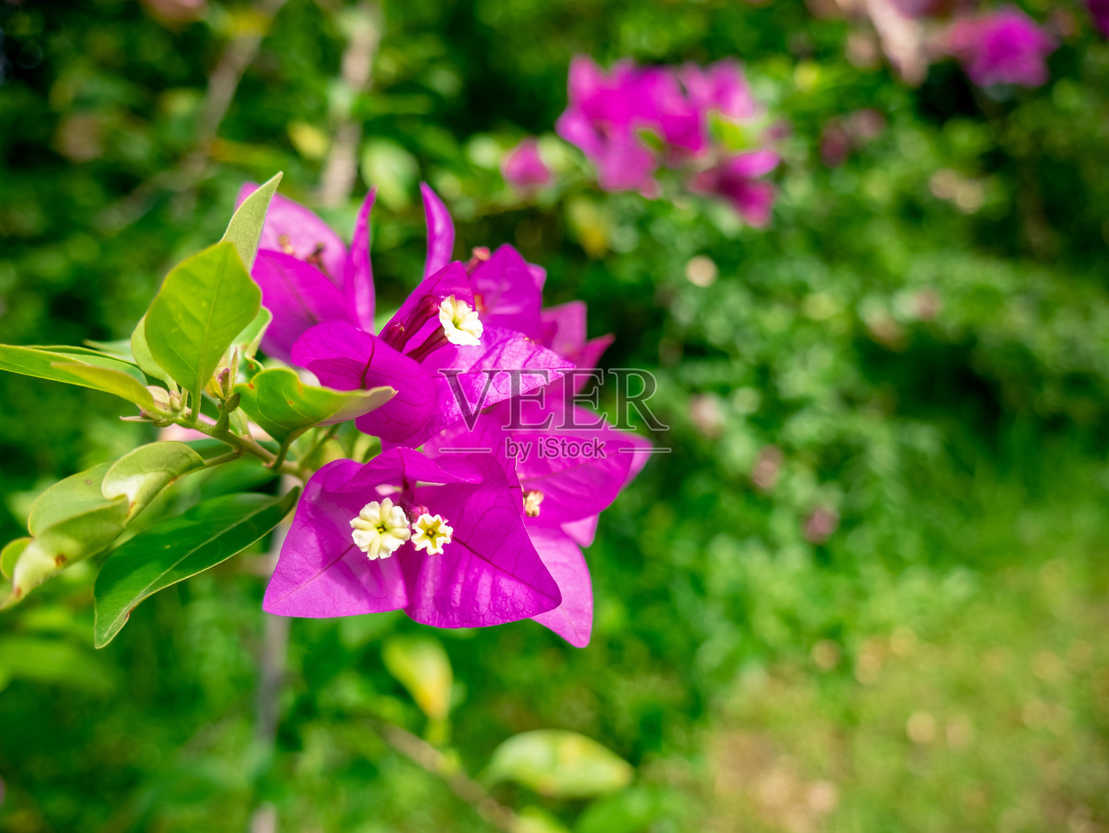 紫 bougainvillea 花朵在花园中与绿色叶子背景盛开照片摄影图片