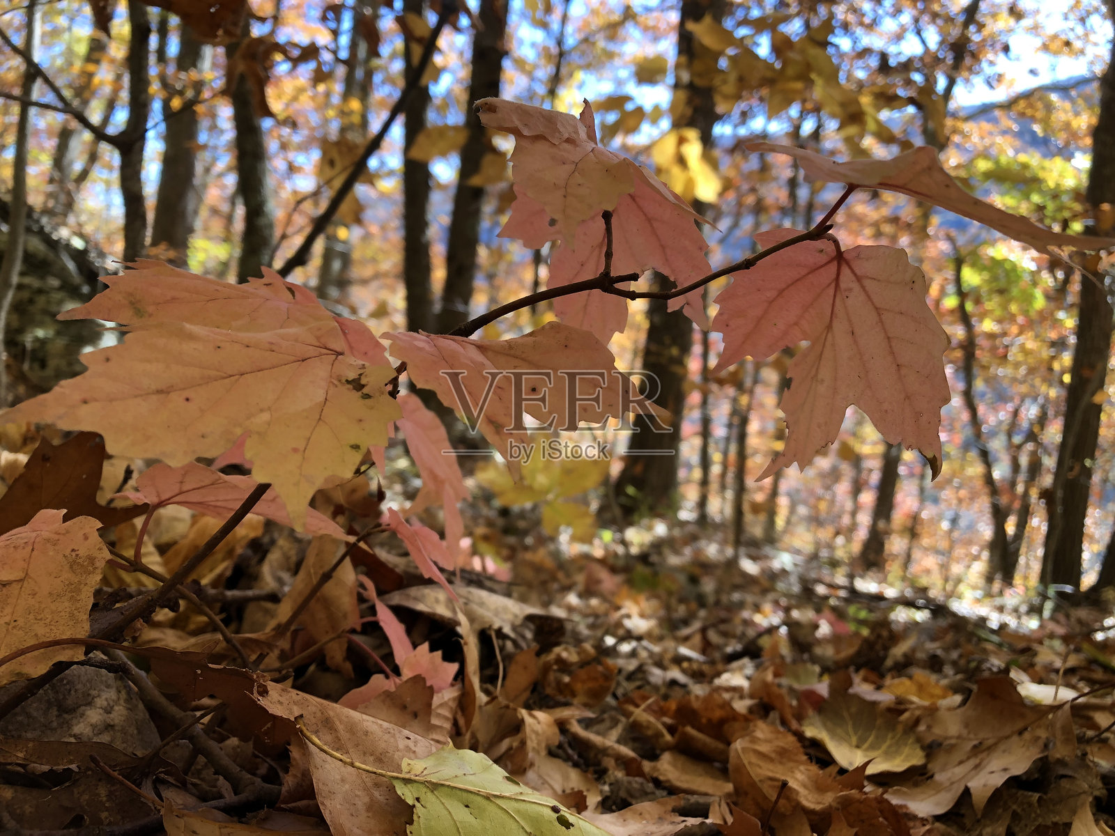 十月的纽约州卡特斯基尔山脉,靠近卡特斯基尔瀑布。照片摄影图片