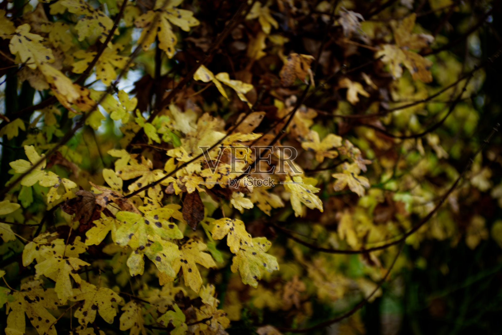 阴霾的秋日云层下,城市外的雾气弥漫照片摄影图片