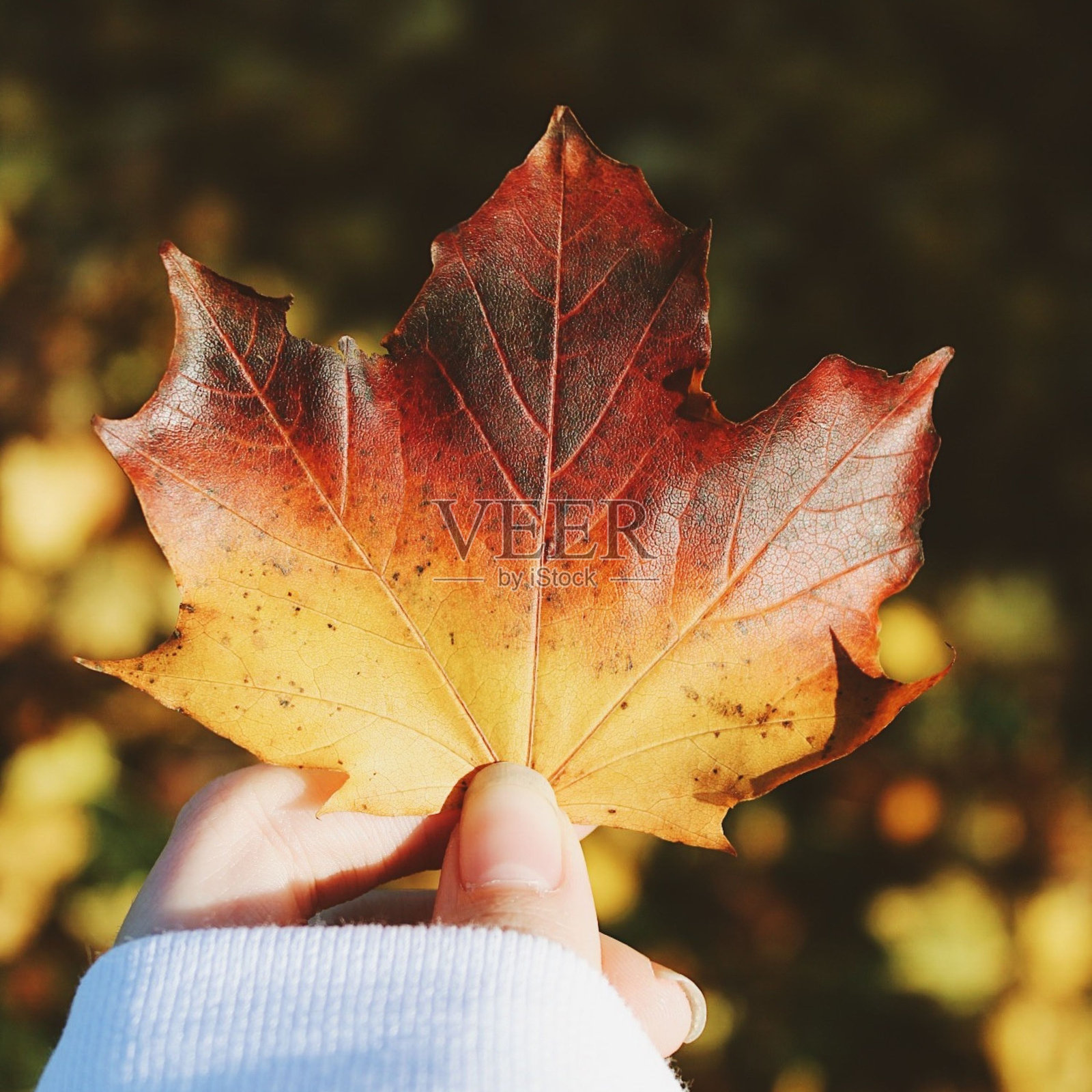 秋天的树叶照片摄影图片