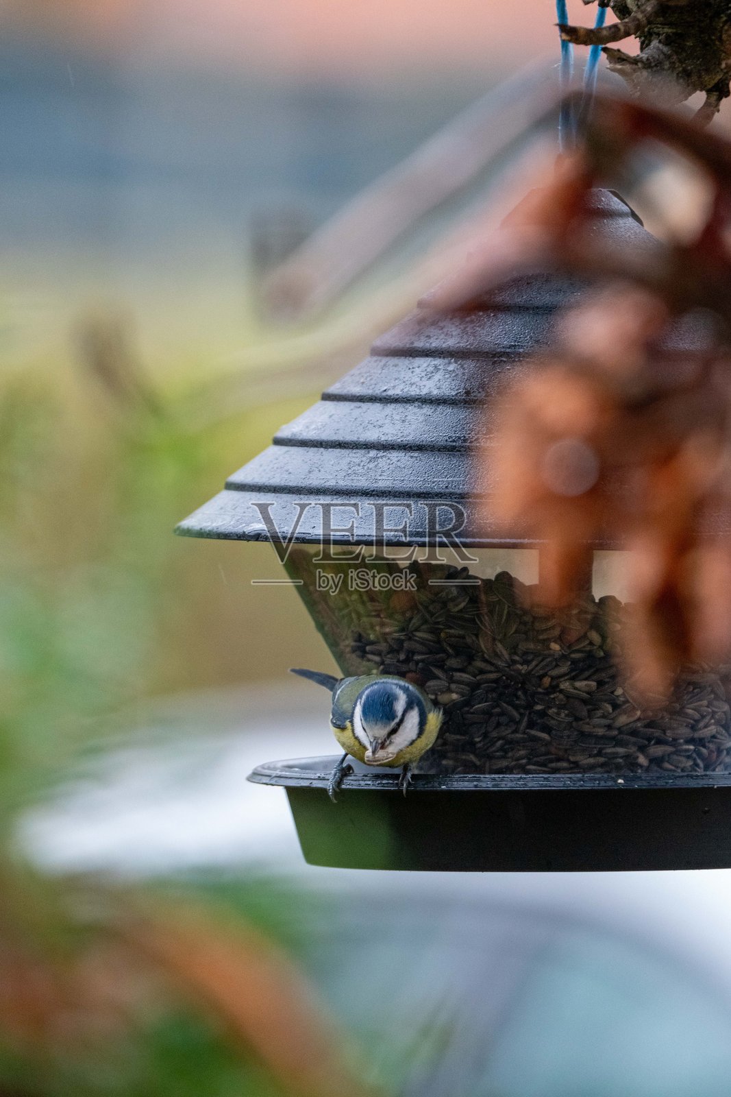 蓝山雀光顾喂鸟器照片摄影图片