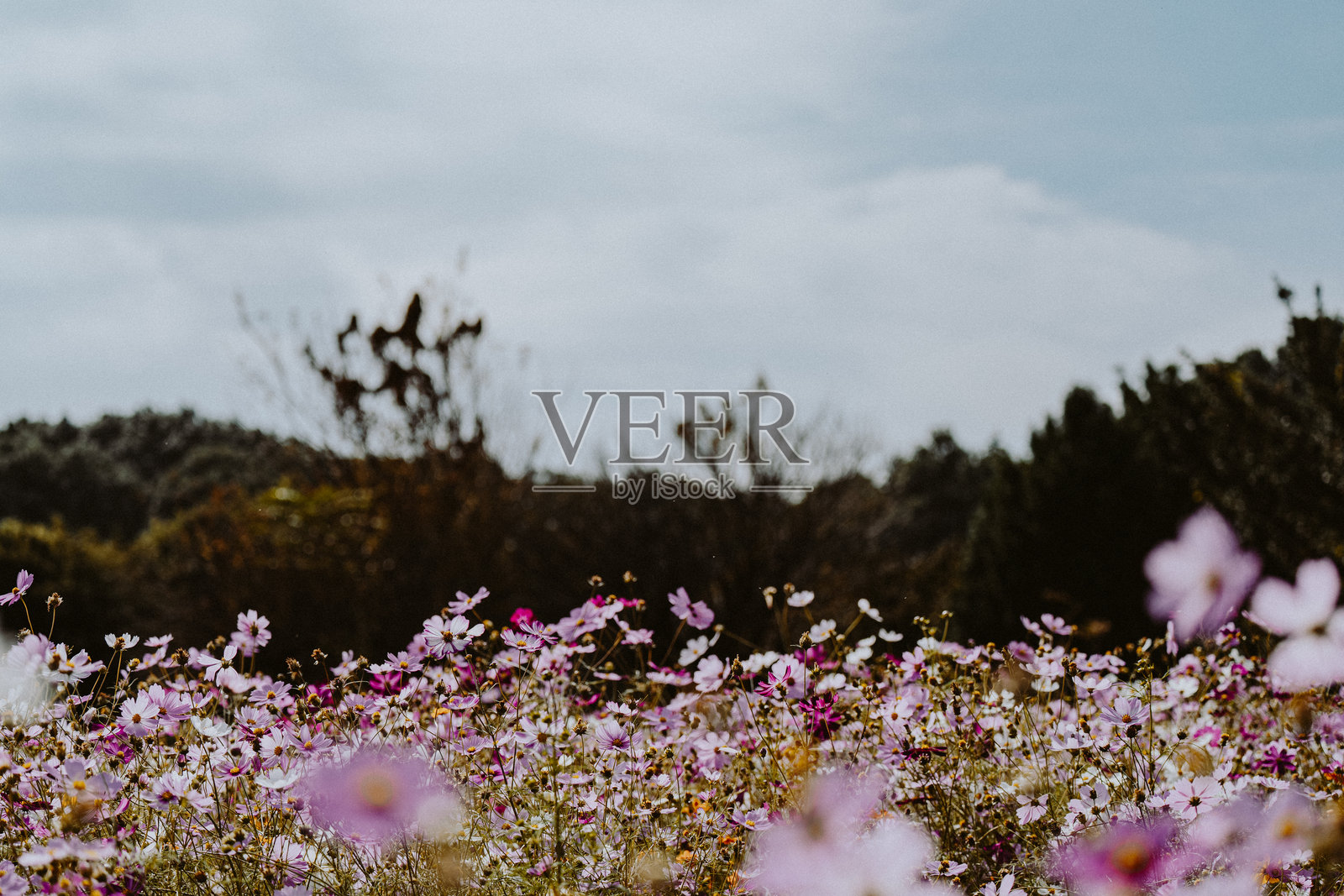 美丽的秋桜在埼玉盛开。一位女性正在欣赏秋桜。照片摄影图片