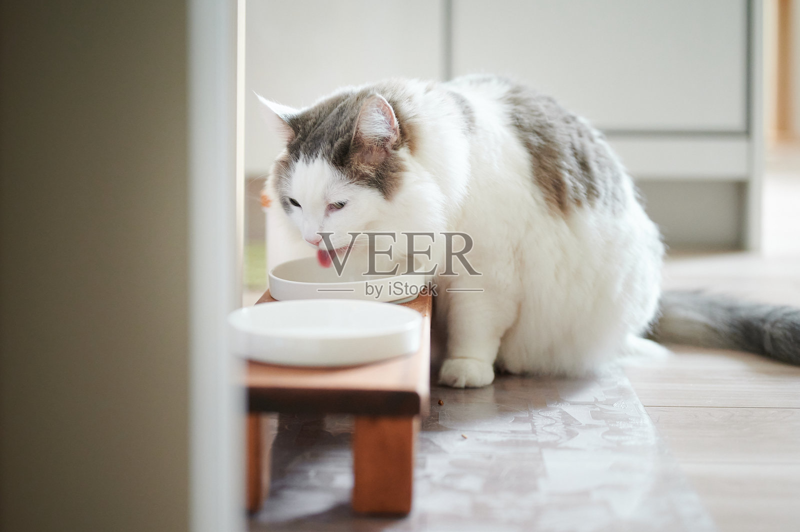 白猫在家里吃碗里的食物照片摄影图片