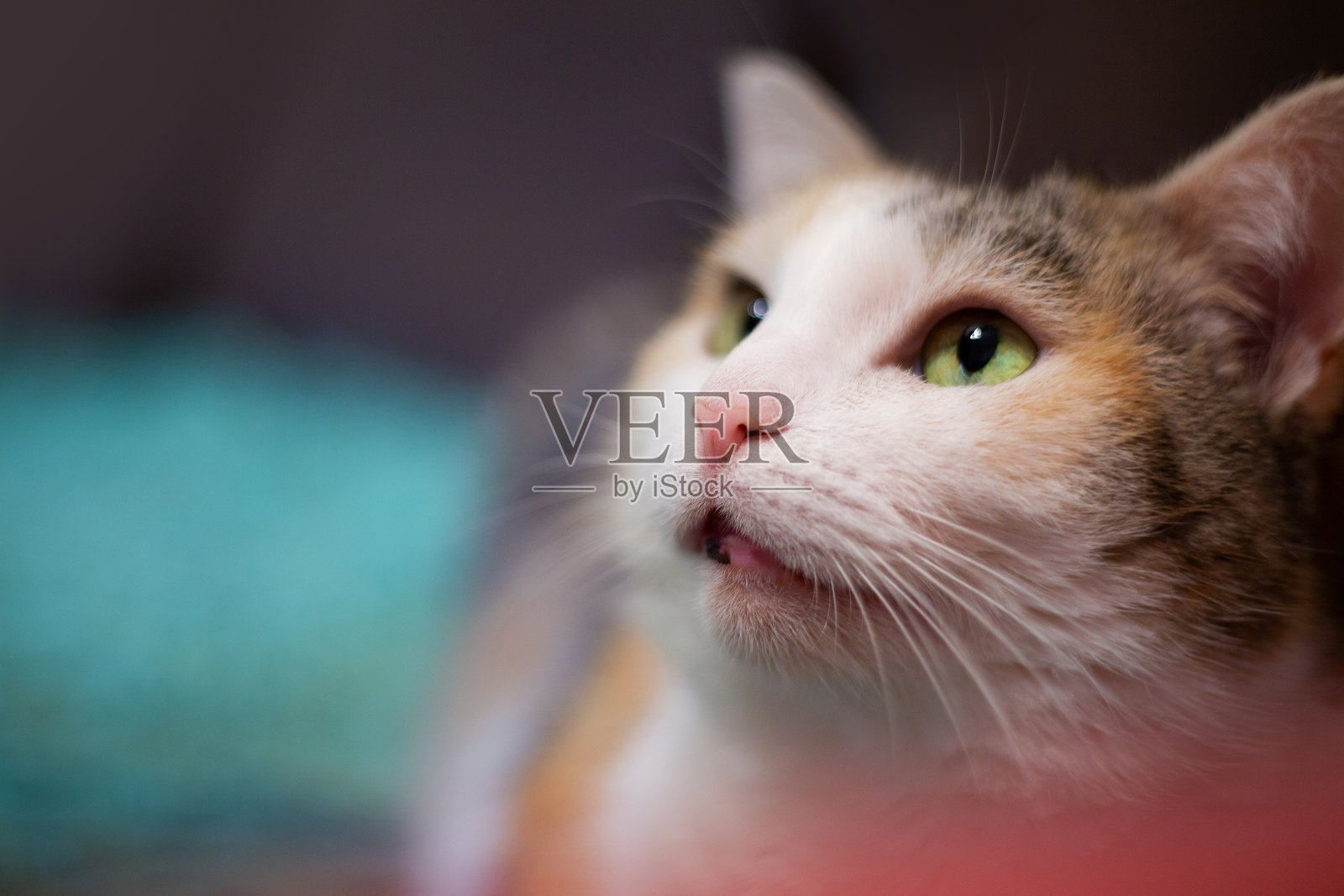 美丽的红色猫咪特写照片摄影图片