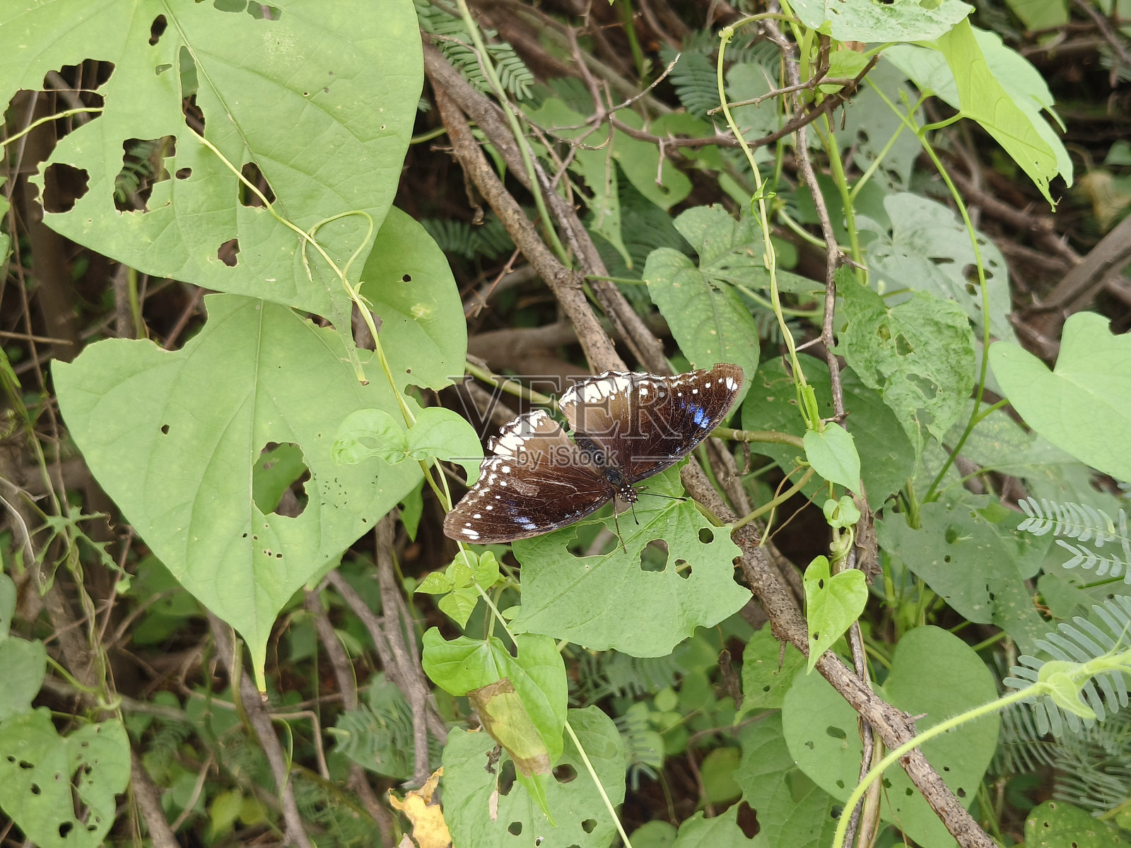 异域蝶照片摄影图片