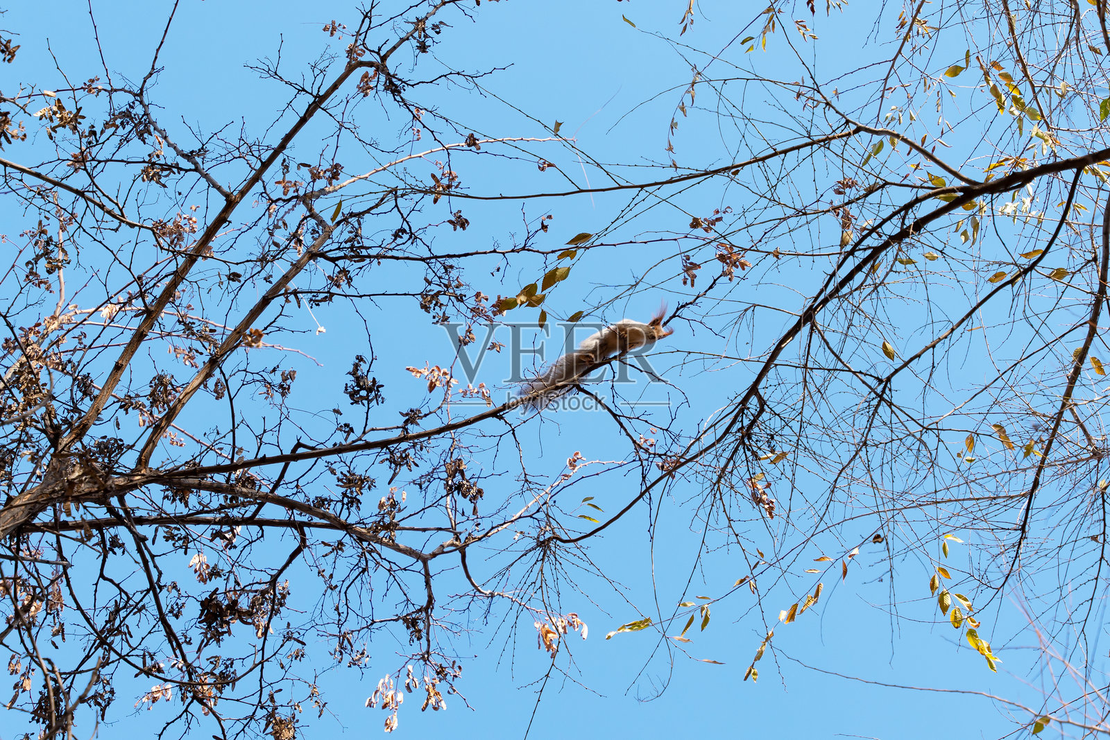 一只红松鼠向下看照片摄影图片