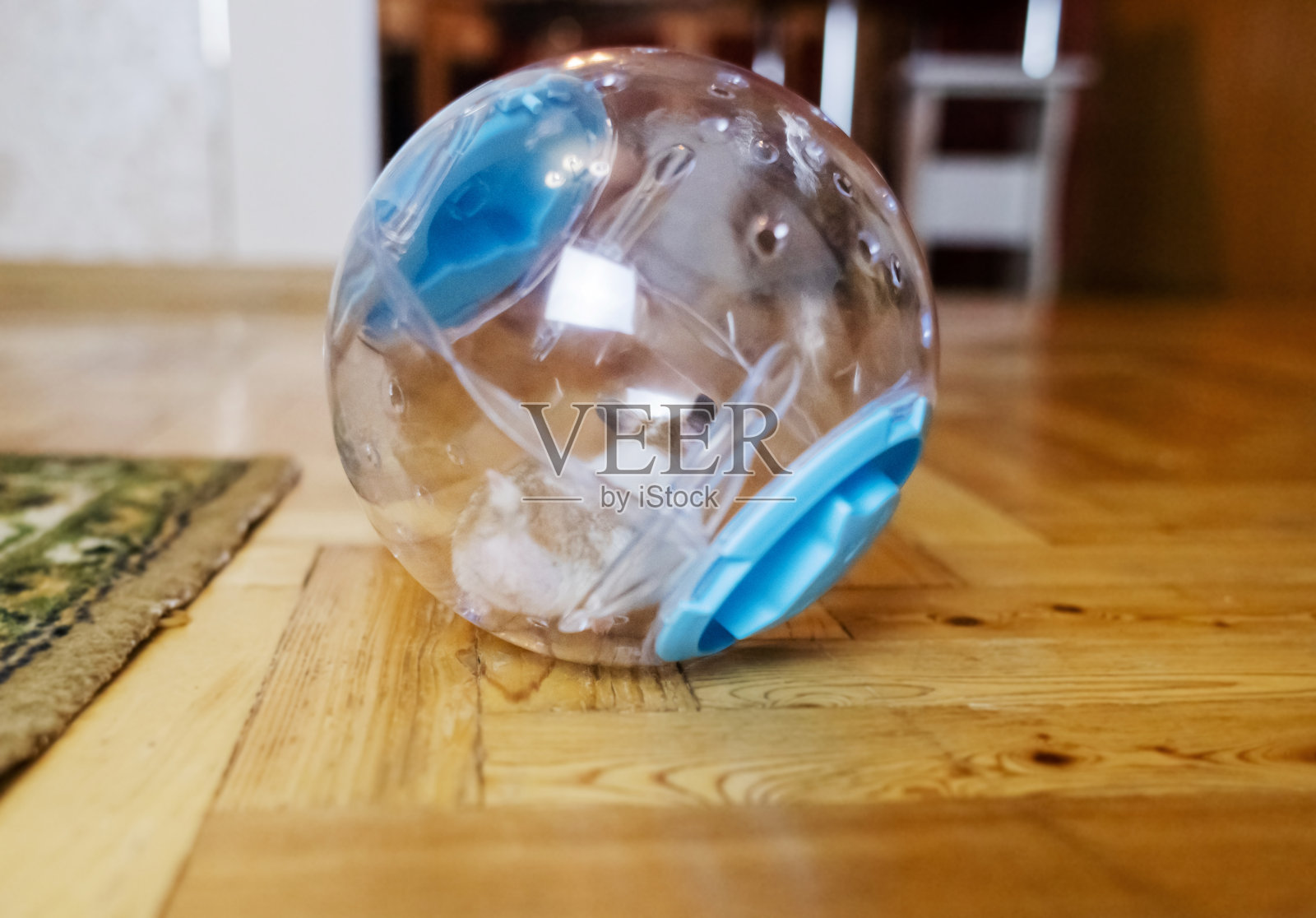 仓鼠步行球。一个透明的球,里面的啮齿动物可以在家里跑来跑去。叙利亚仓鼠在运输箱里散步。照片摄影图片