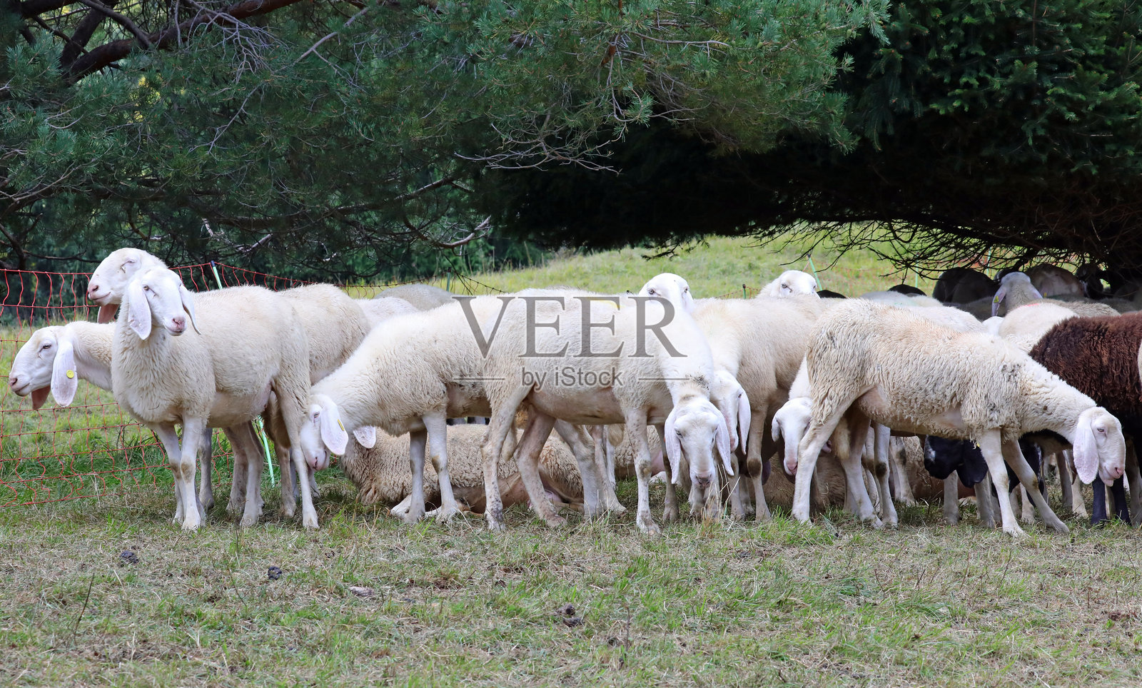 用于生产羊毛的白羊群中的羊照片摄影图片