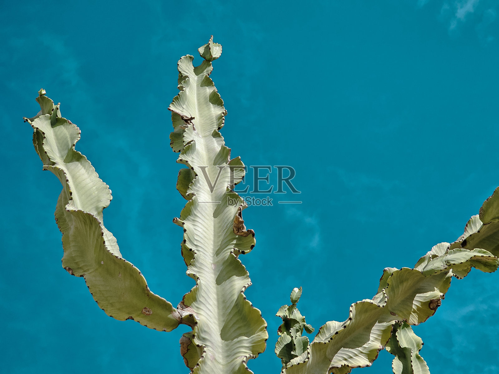 绿色仙人掌枝条在明亮的蓝天背景下特写照片摄影图片