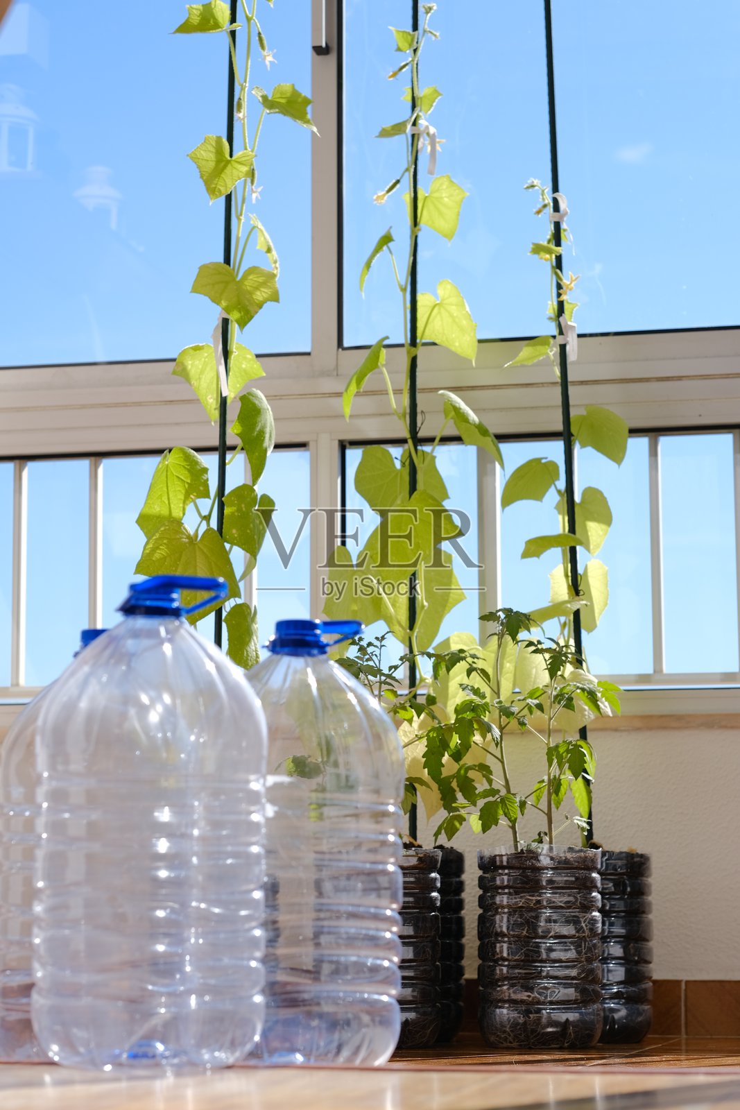 生态风格:塑料瓶中的植物照片摄影图片