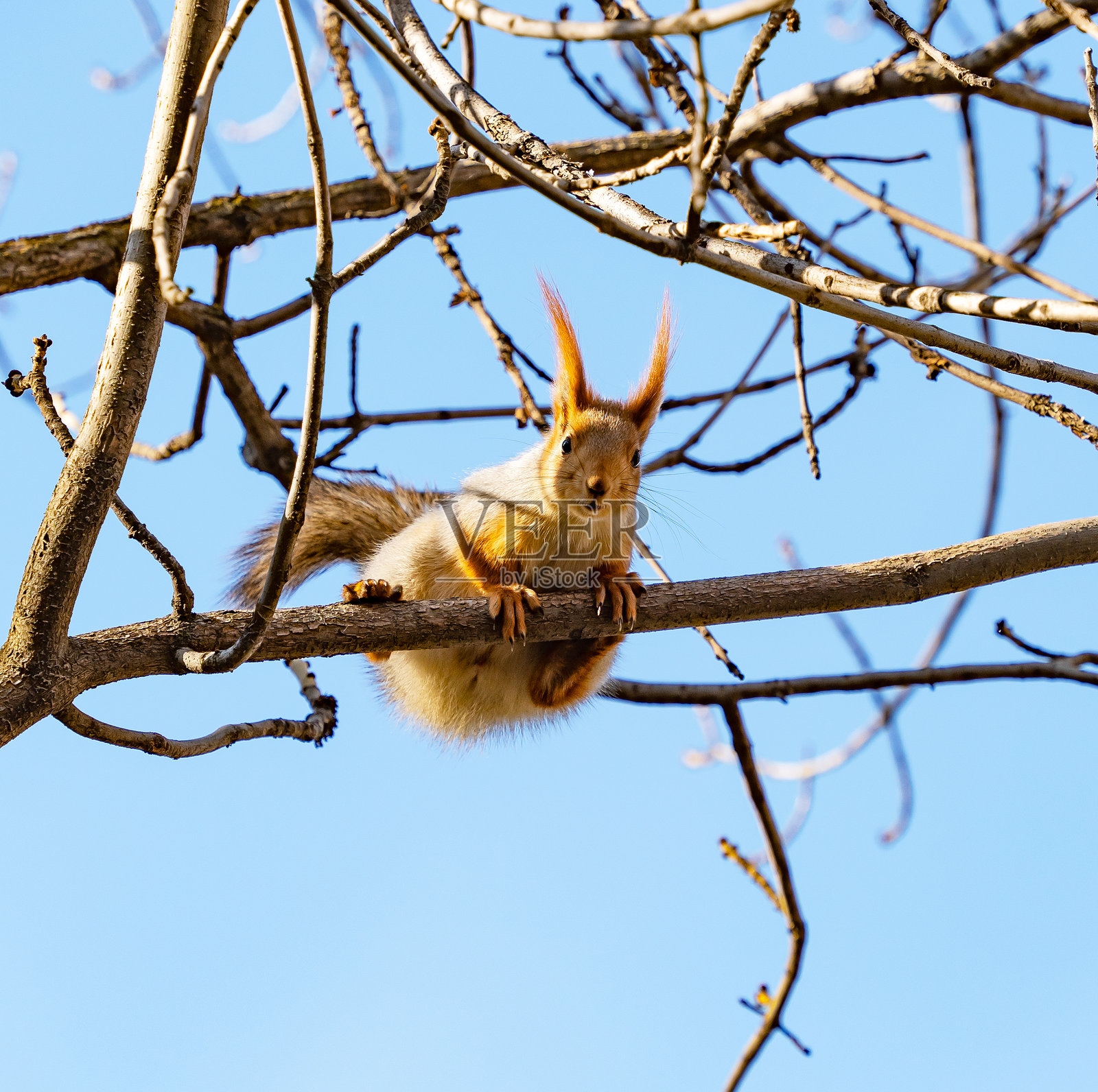 从下方看一只红松鼠在树上的景象。照片摄影图片