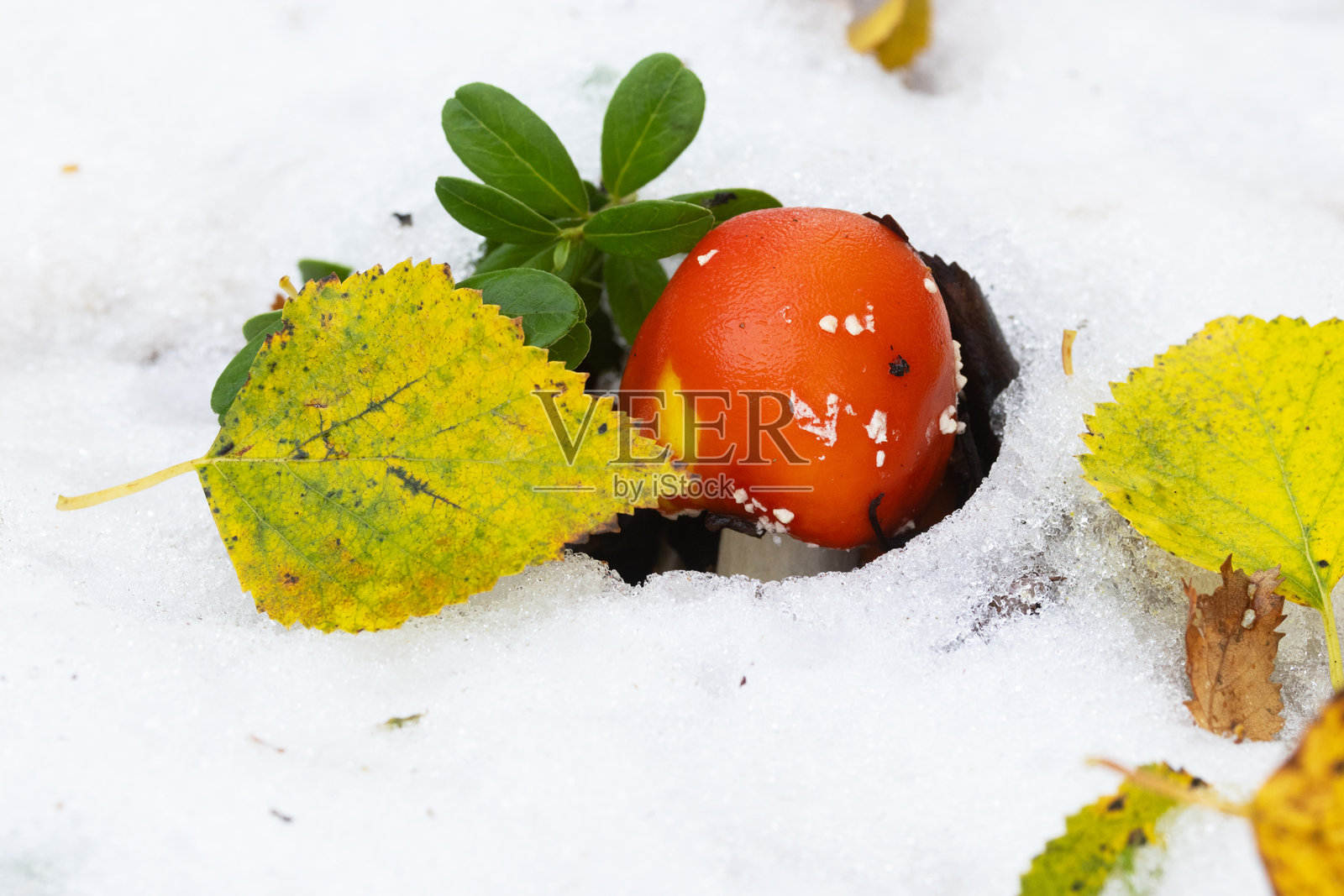 芬兰秋季第一场雪中的小红蘑菇照片摄影图片