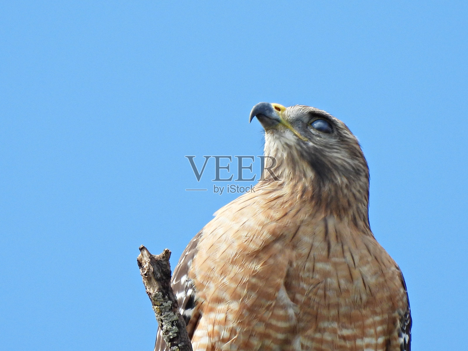 红肩鹰(Buteo lineatus) - 肖像照片摄影图片