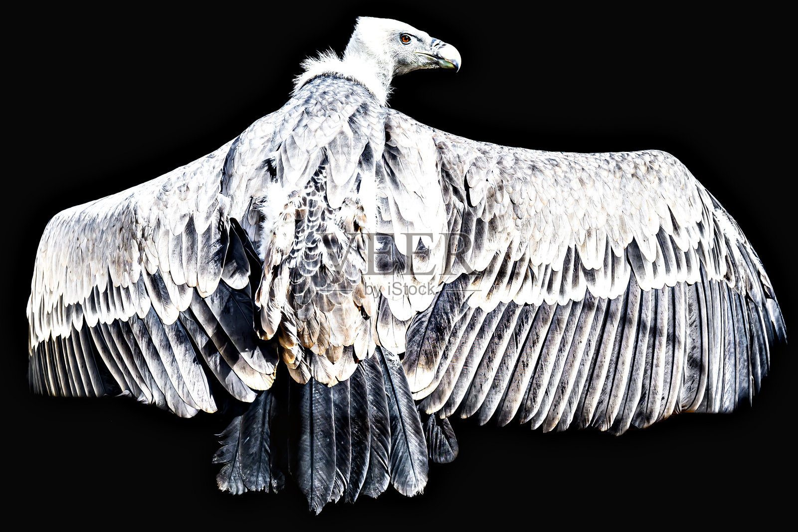 在莱里达省的康复中心内的秃鹫图像照片摄影图片