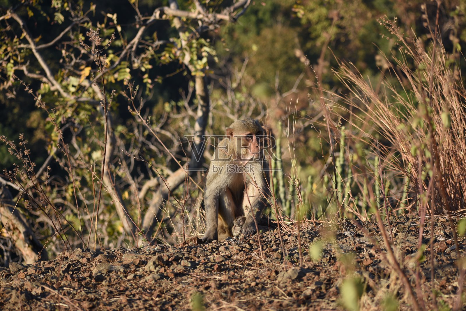 美丽的猴子与她的女儿亲密互动照片摄影图片
