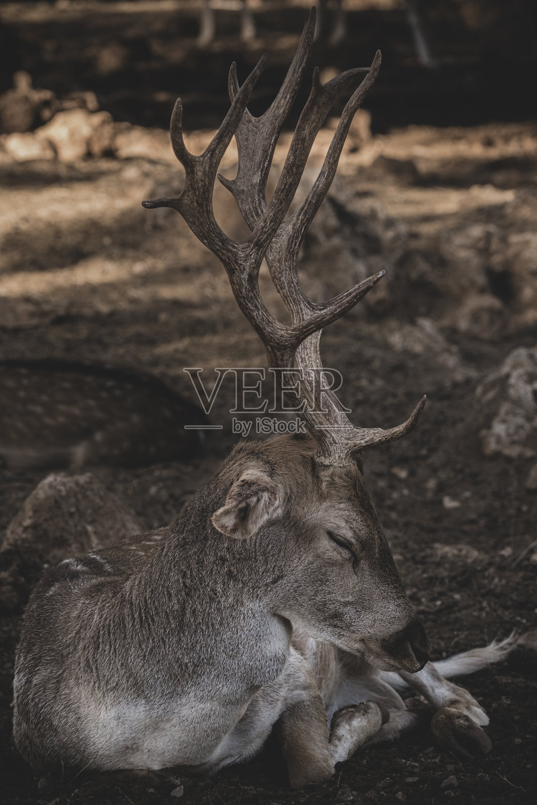 鹿照片摄影图片