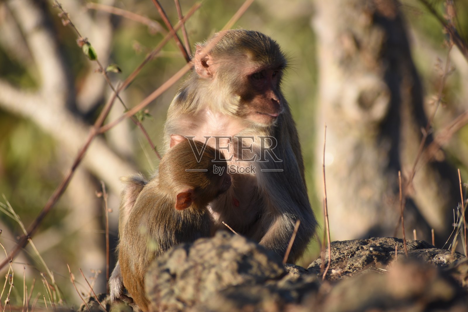 美丽的猴子与她的女儿亲密无间照片摄影图片