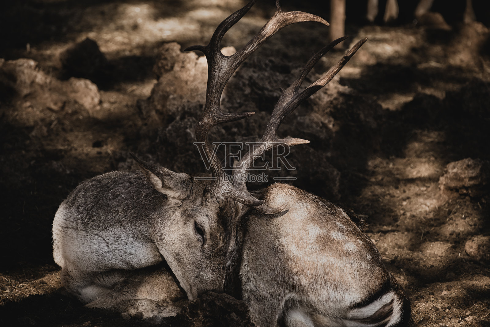 鹿照片摄影图片