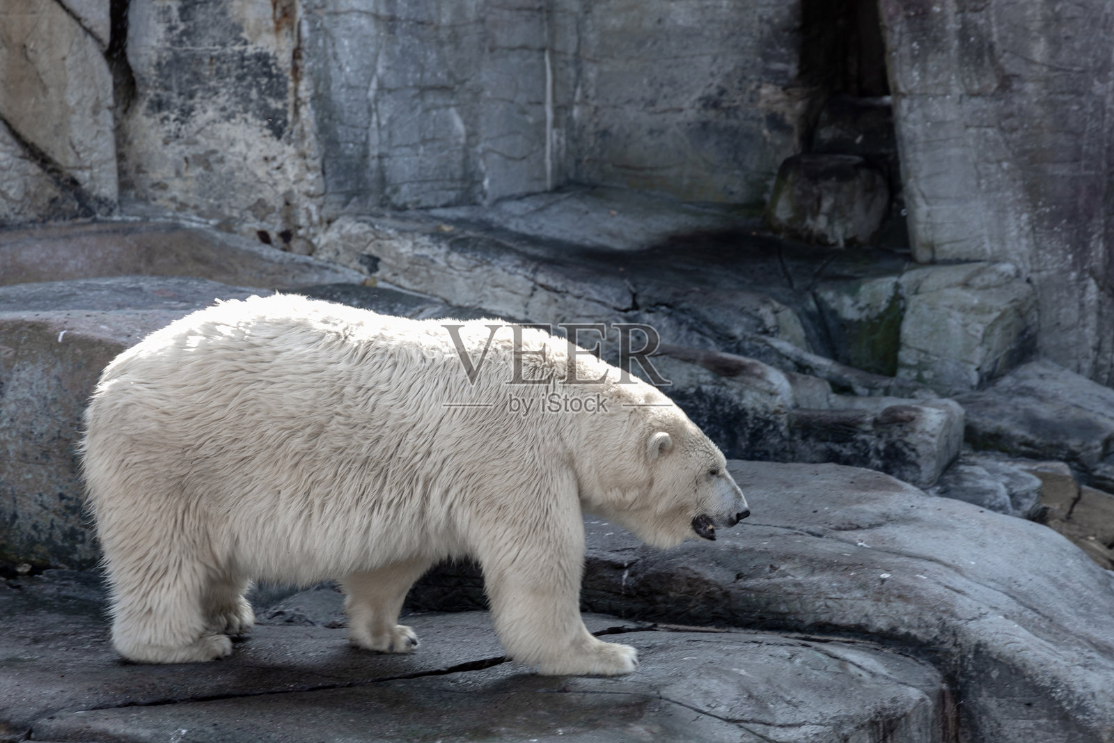 一只美丽的大北极熊站在岩石上。照片摄影图片