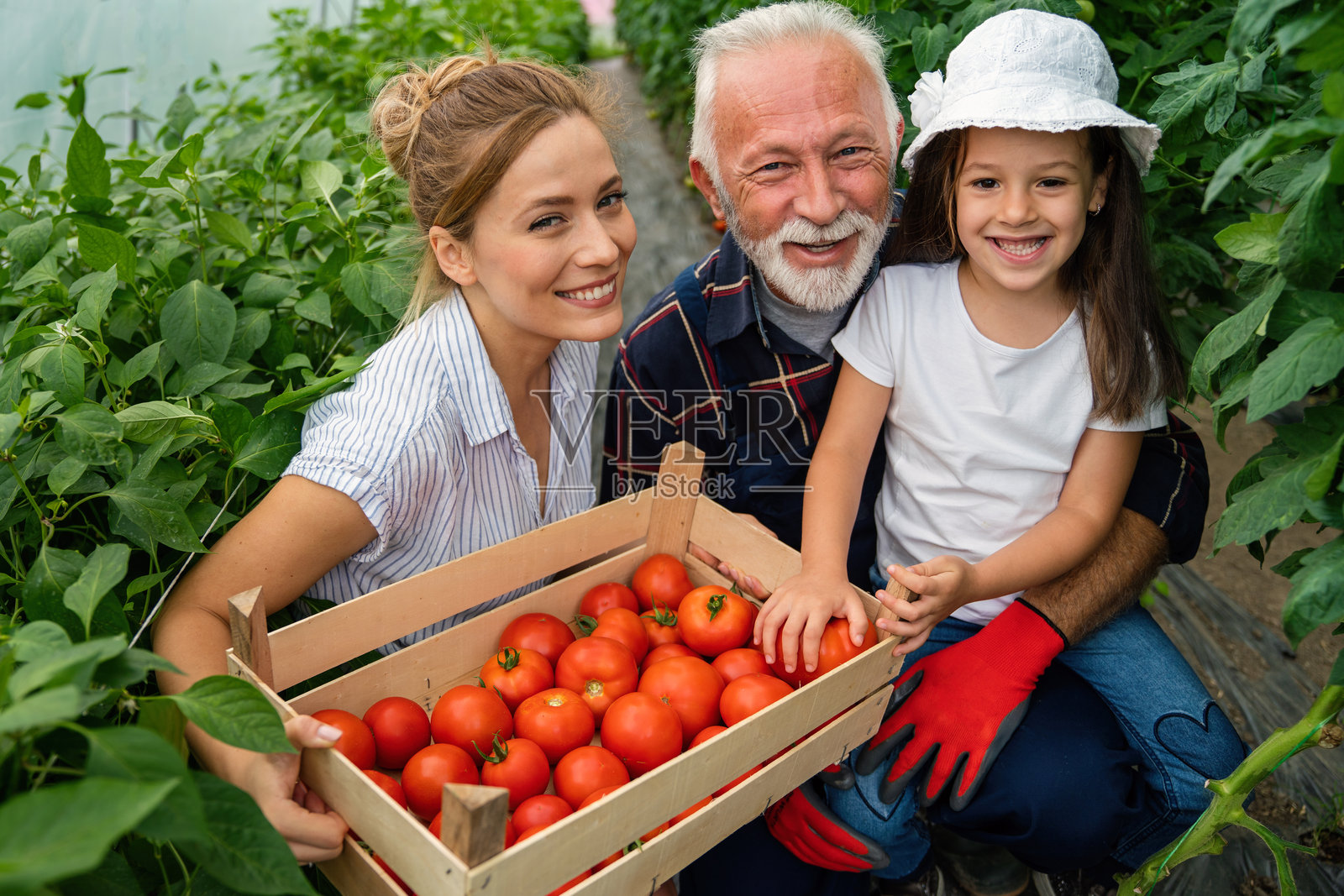 祖父与家人在有机农场种植有机蔬菜。健康饮食理念。照片摄影图片