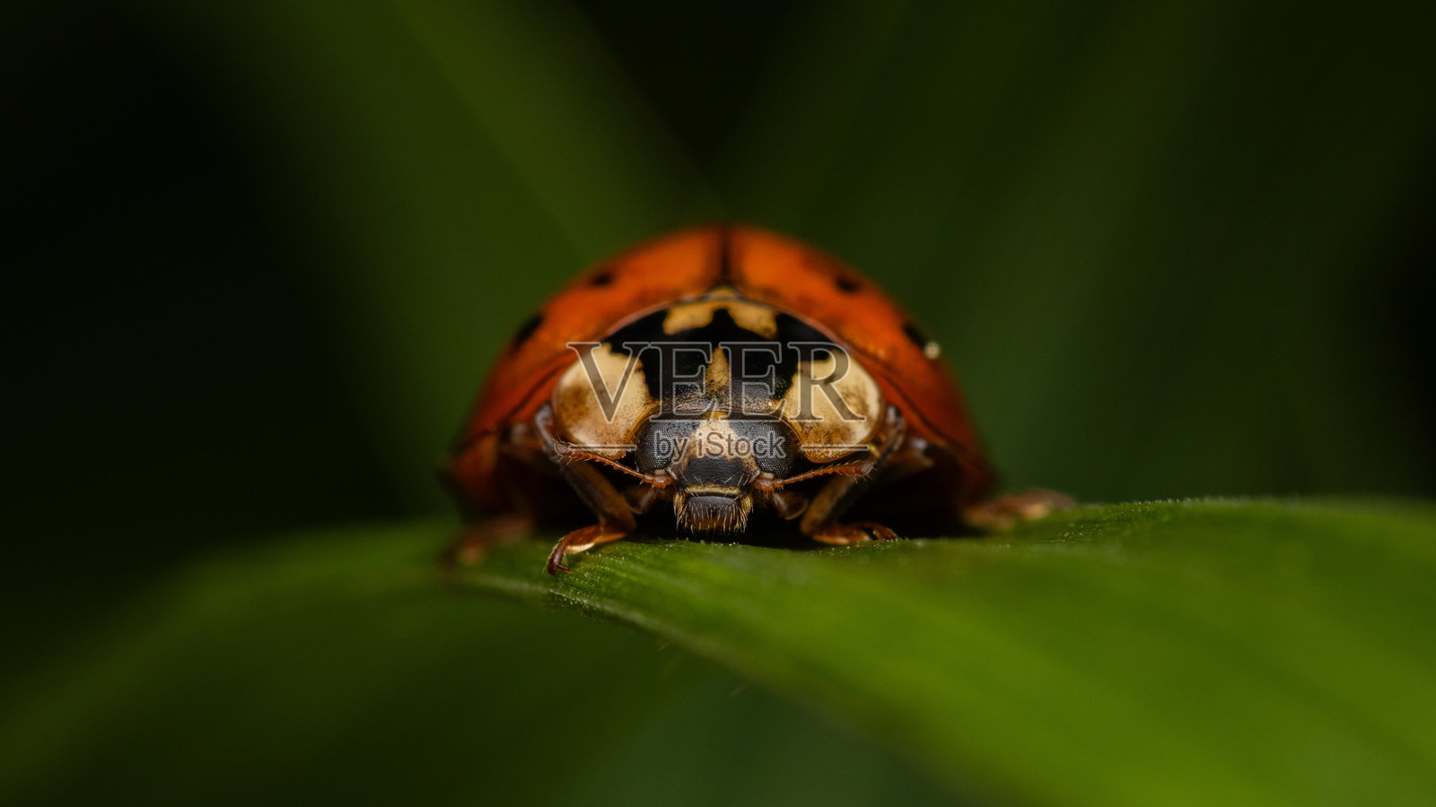 赤腹瓢虫照片摄影图片