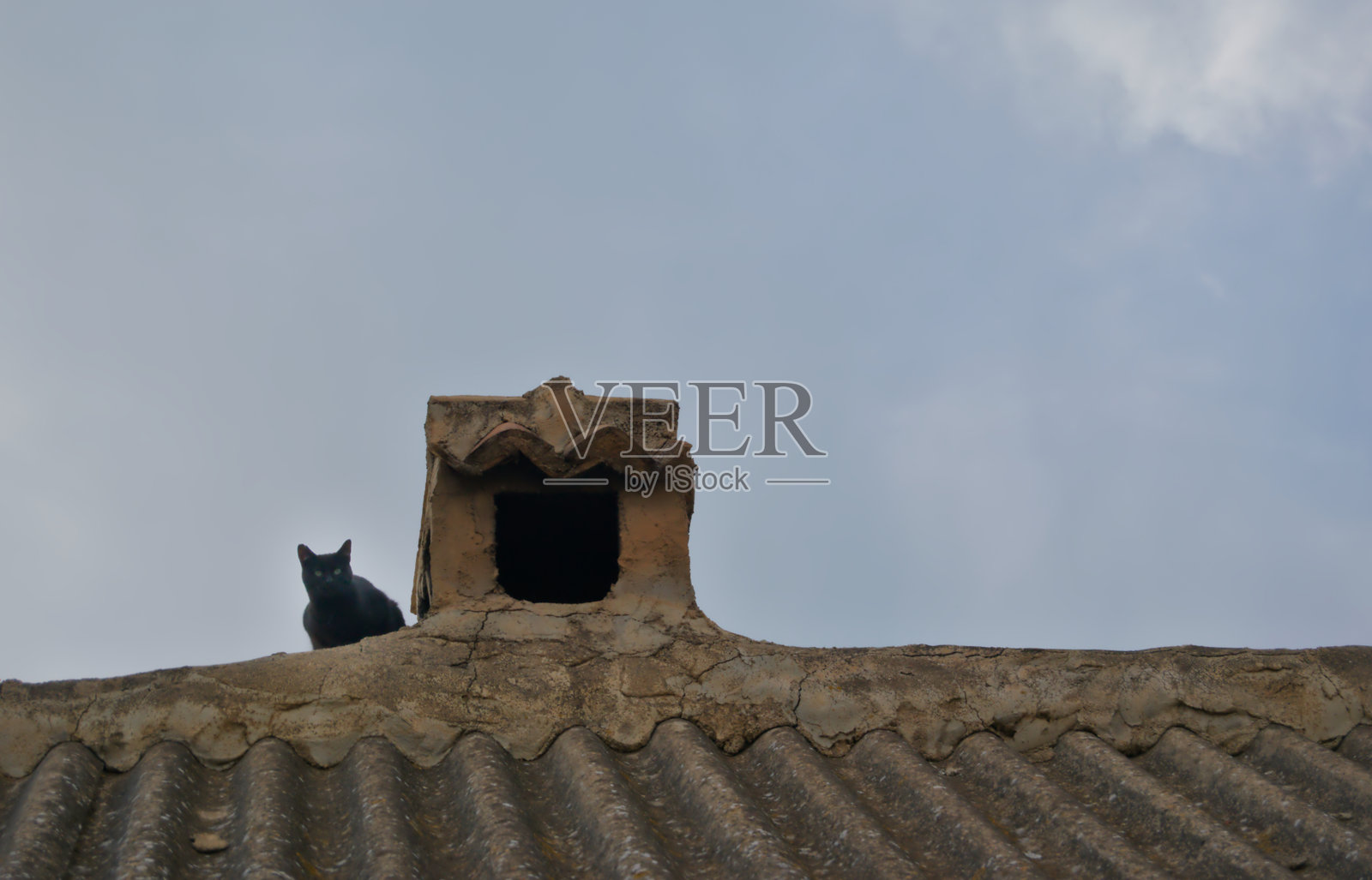 猫在屋顶上观察照片摄影图片