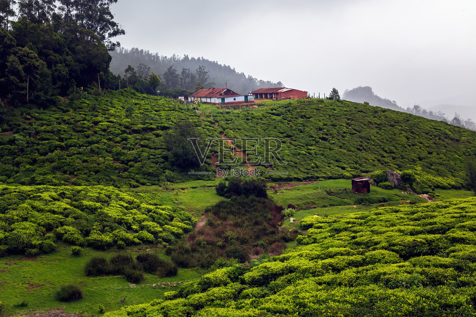 自然背景绿色环境 - 印度科塔吉里山的茶园。照片摄影图片
