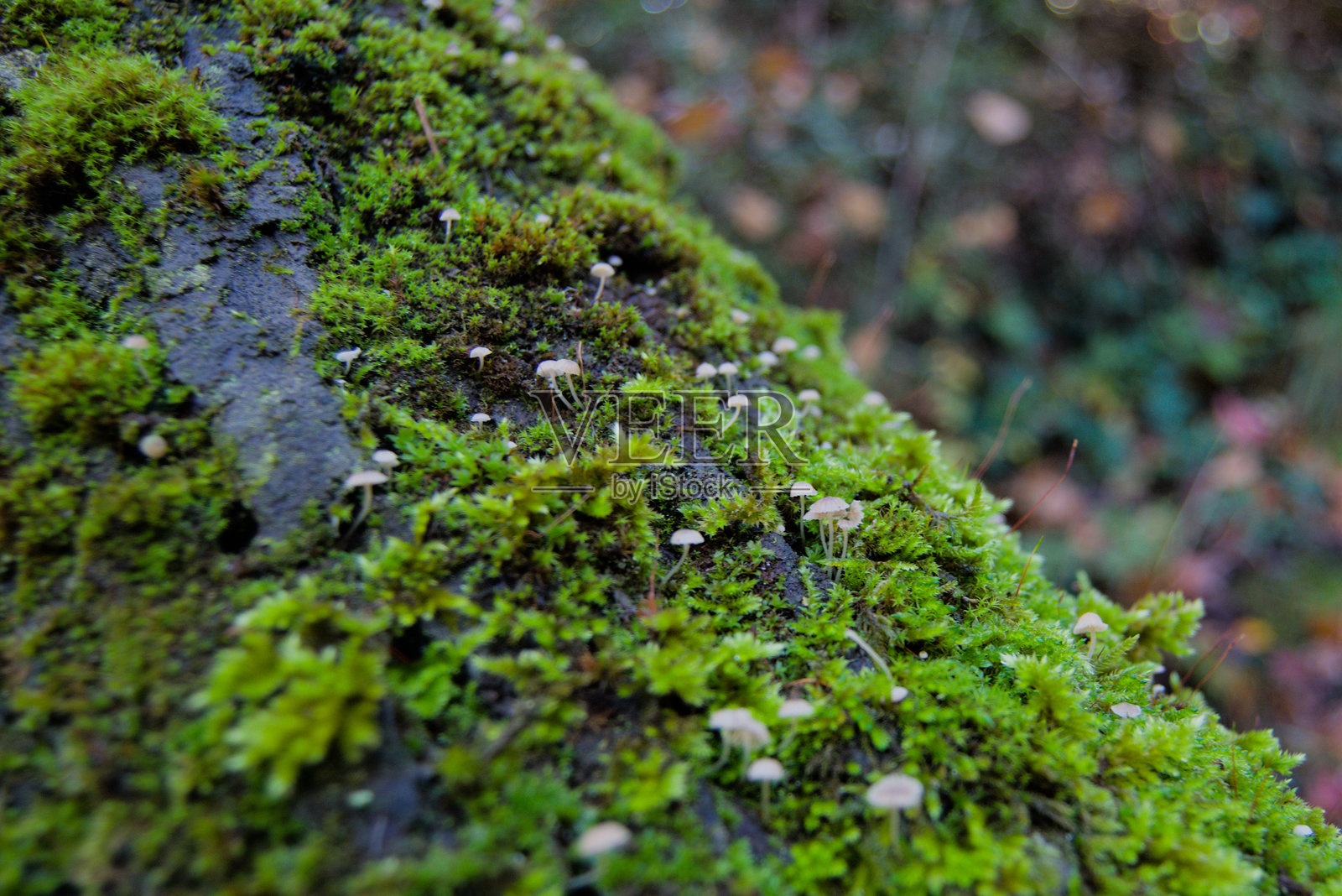 覆盖着苔藓的树木,背景是莫纳基尔河照片摄影图片