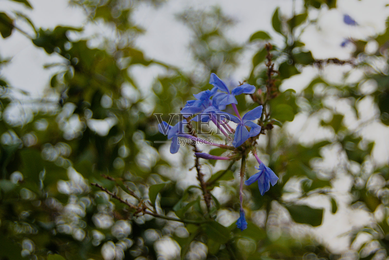 蓝色茉莉花(耳叶蓝花)照片摄影图片