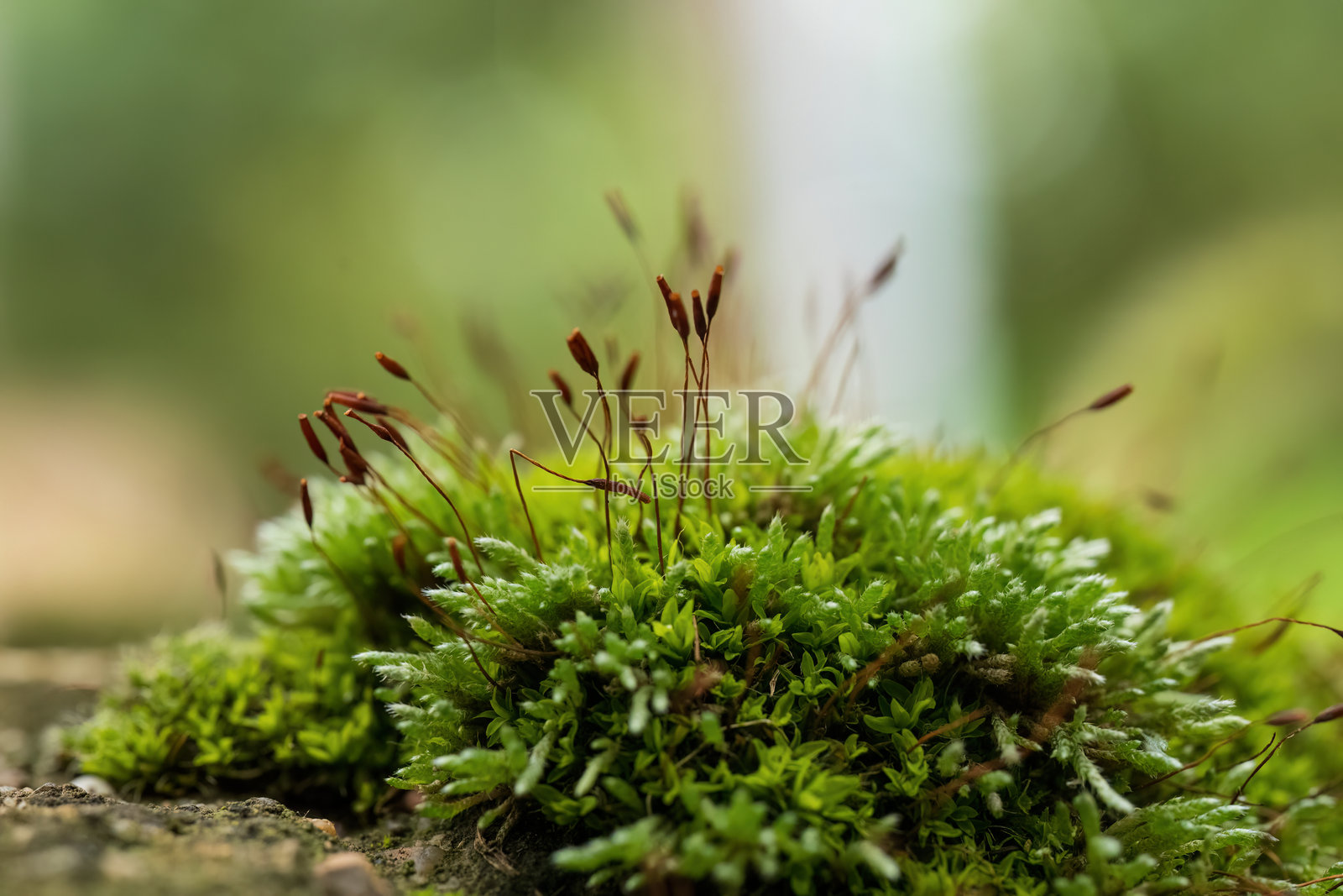 自然栖息地中的苔藓与孢子囊照片摄影图片