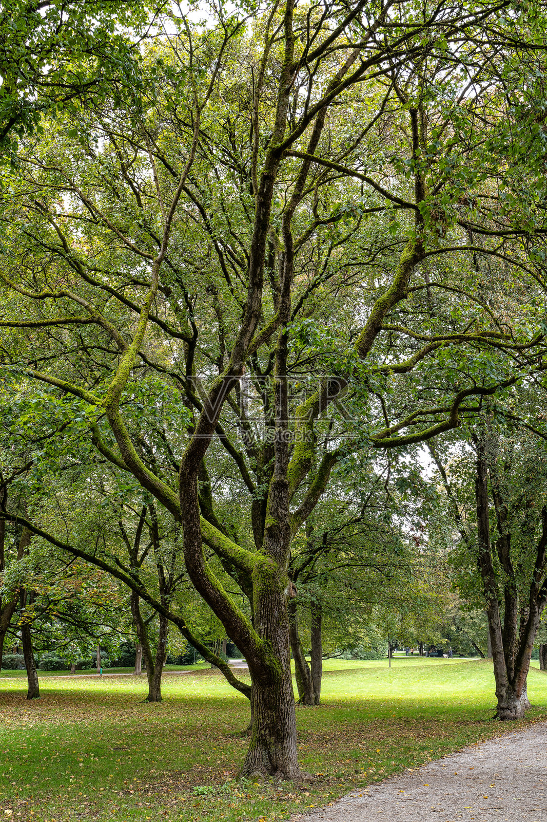 秋季的路伊特波尔德公园景观照片摄影图片